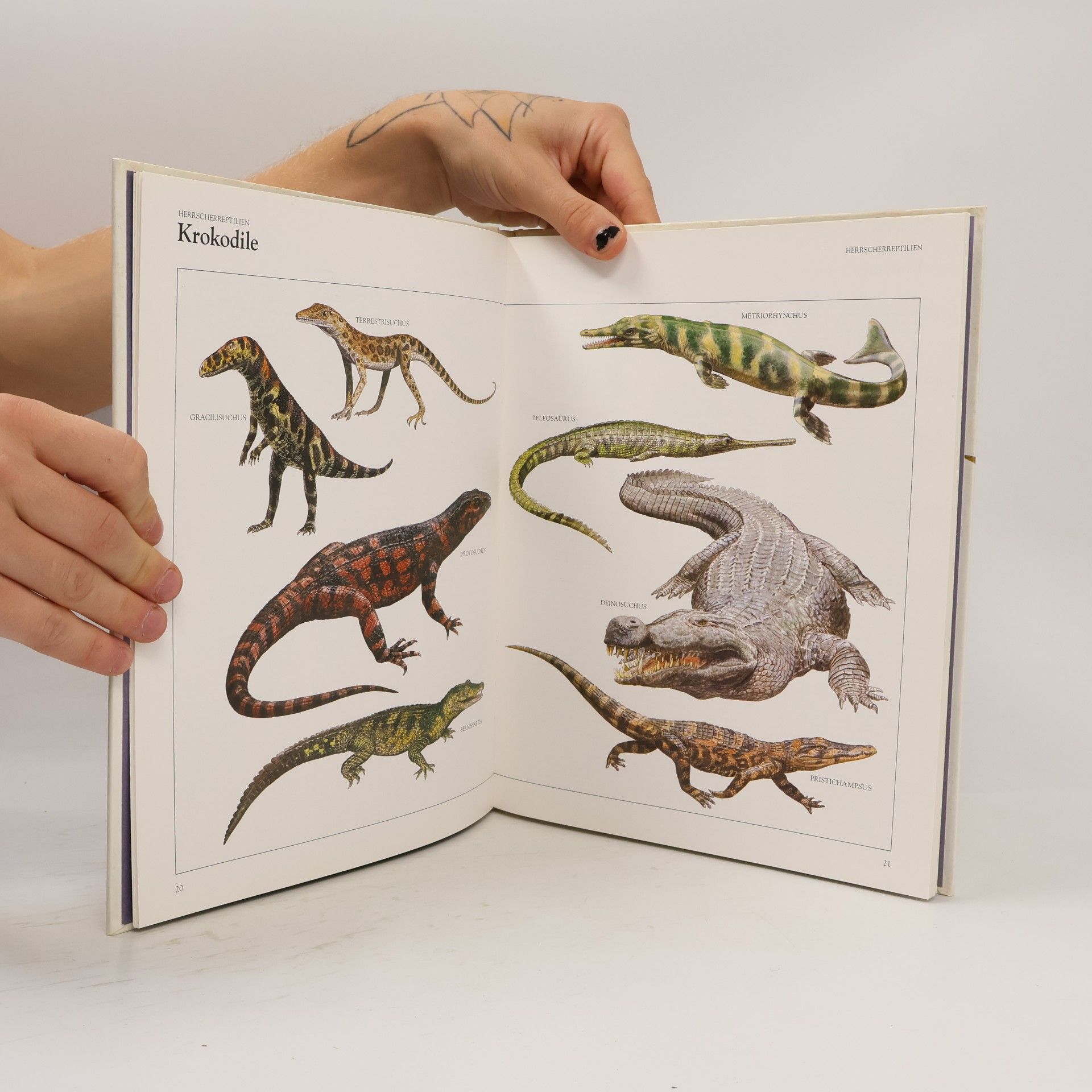 Christopher Barry Cox Kleine Enzyklopädie der Dinosaurier
