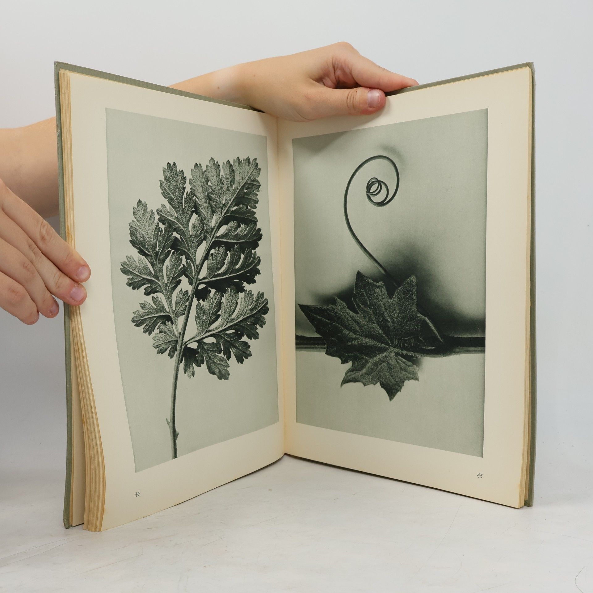 Karl Blossfeldt Urformen der Kunst