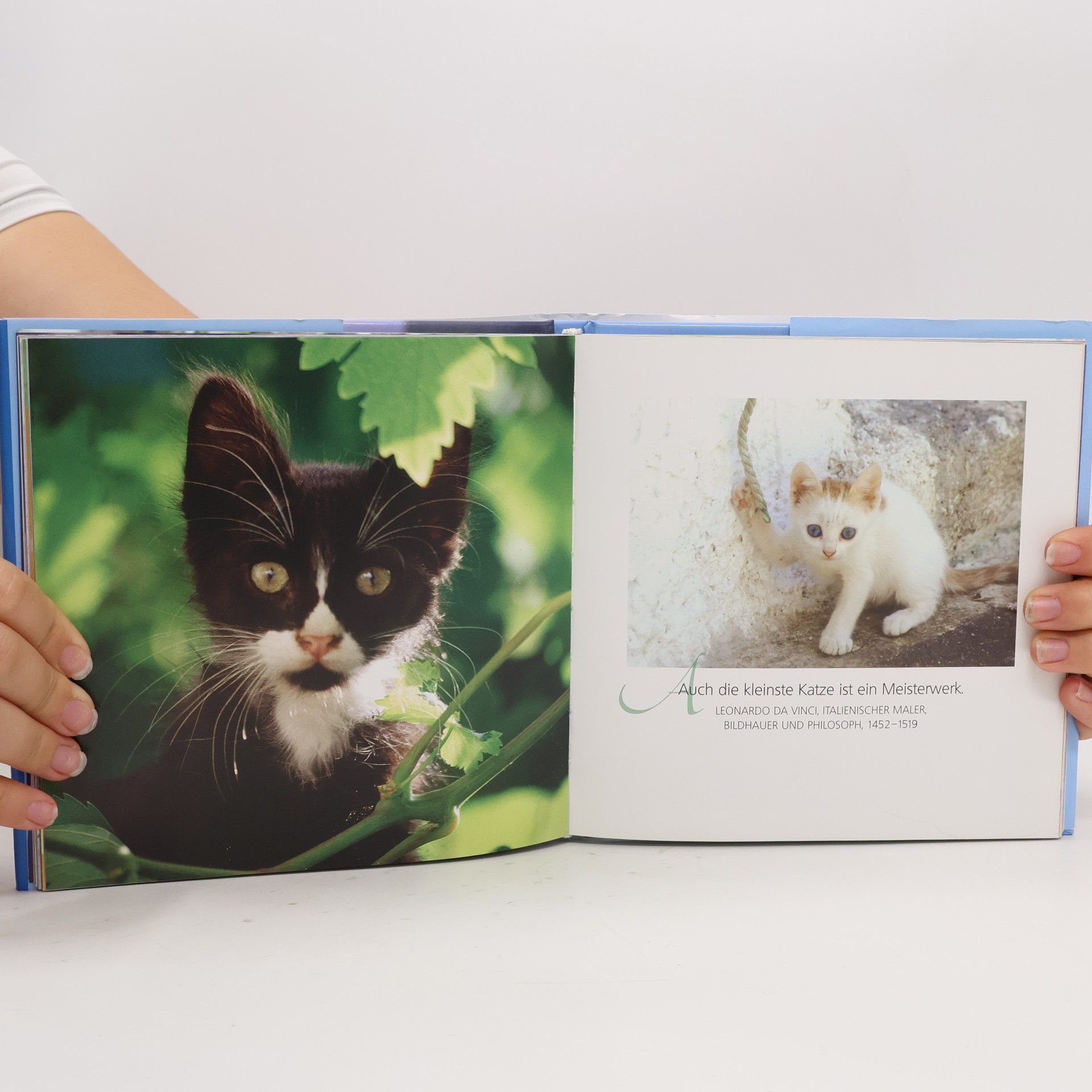 Miroslav Ptáček Die Augen einer Katze sind Fenster in eine andere Welt