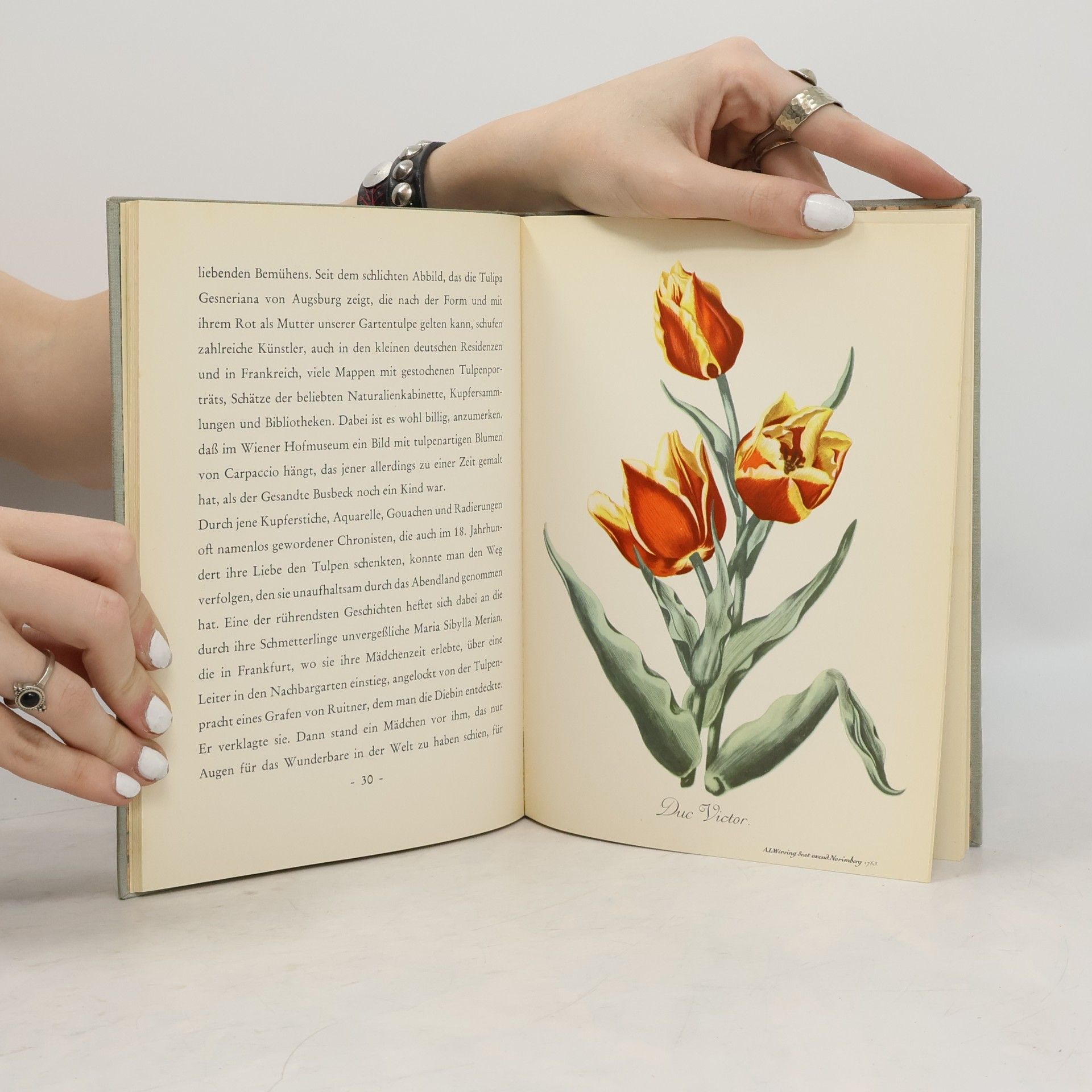 Otto Rombach Tulpen Wunder