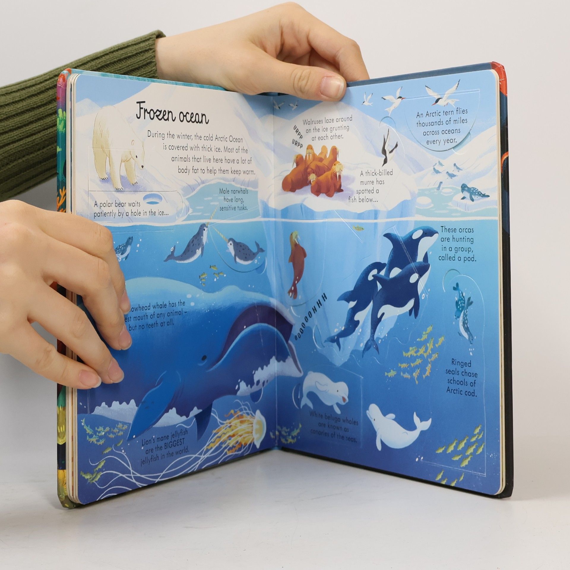 Megan Cullis Look Inside Seas and Oceans