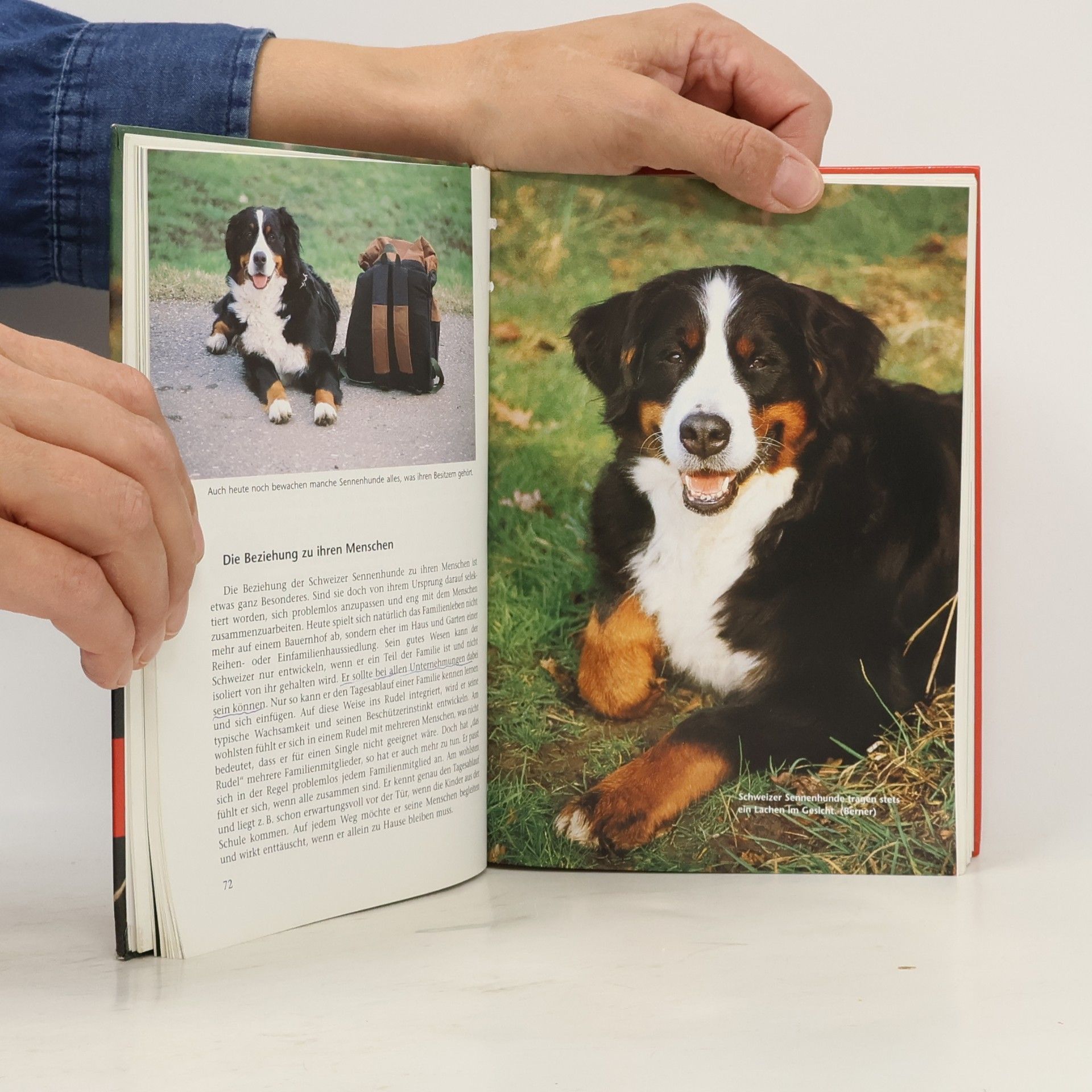 Sabine Koslowski Schweizer Sennenhunde