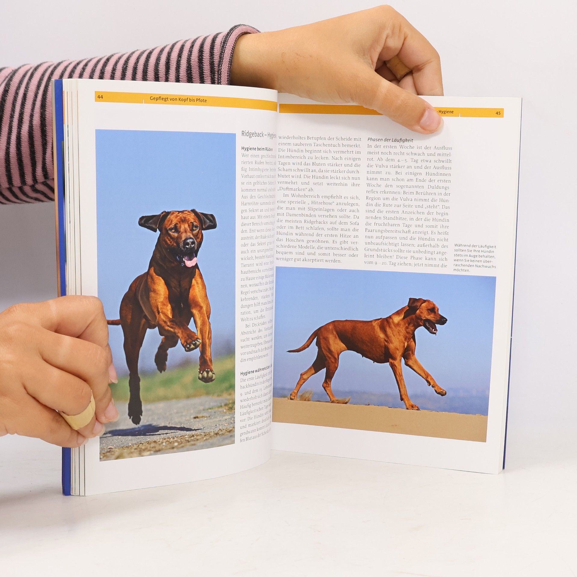Claudia Körner Rhodesian Ridgeback