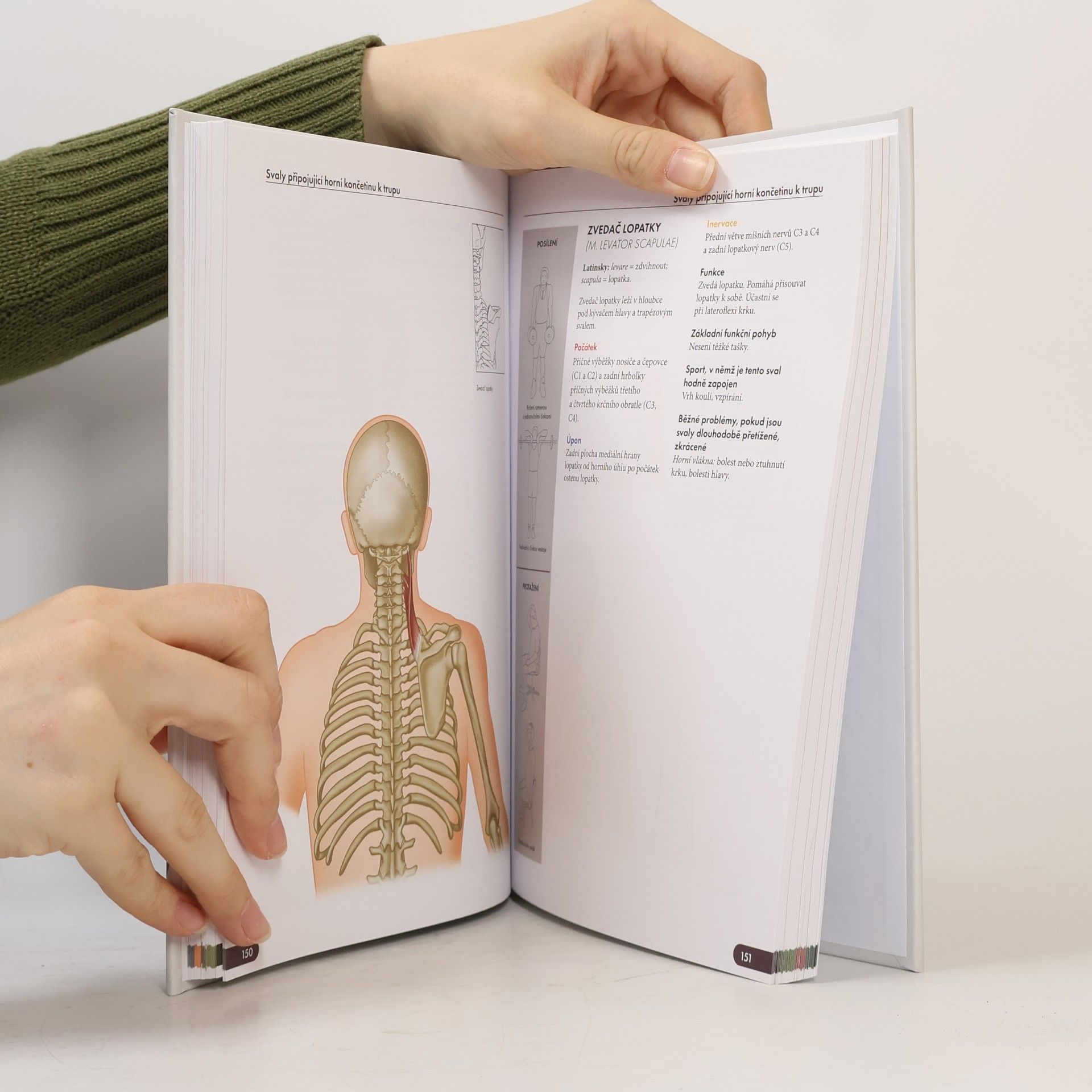 Chris Jarmey Atlas svalů - anatomie