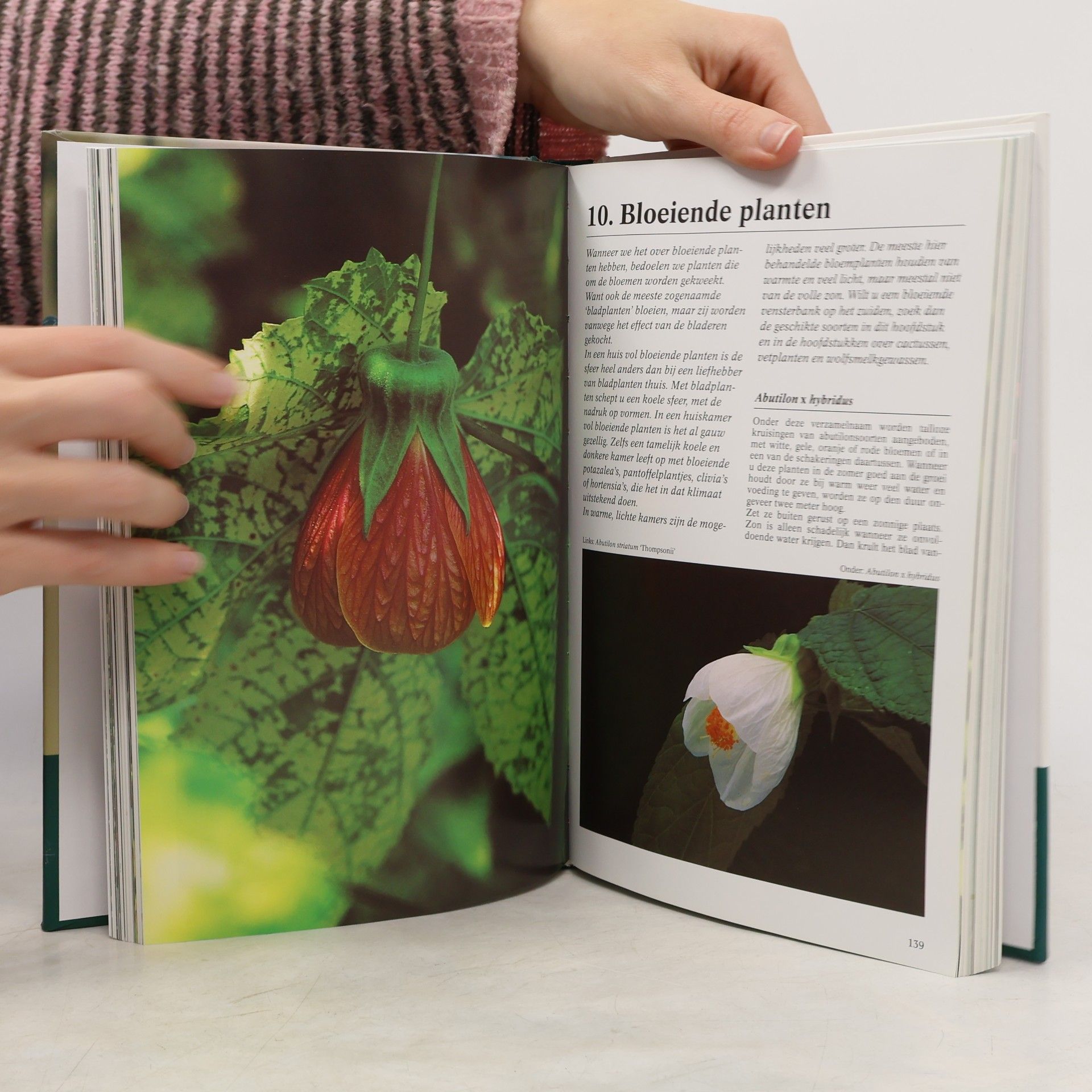 Nico Vermeulen Kamerplanten encyclopedie