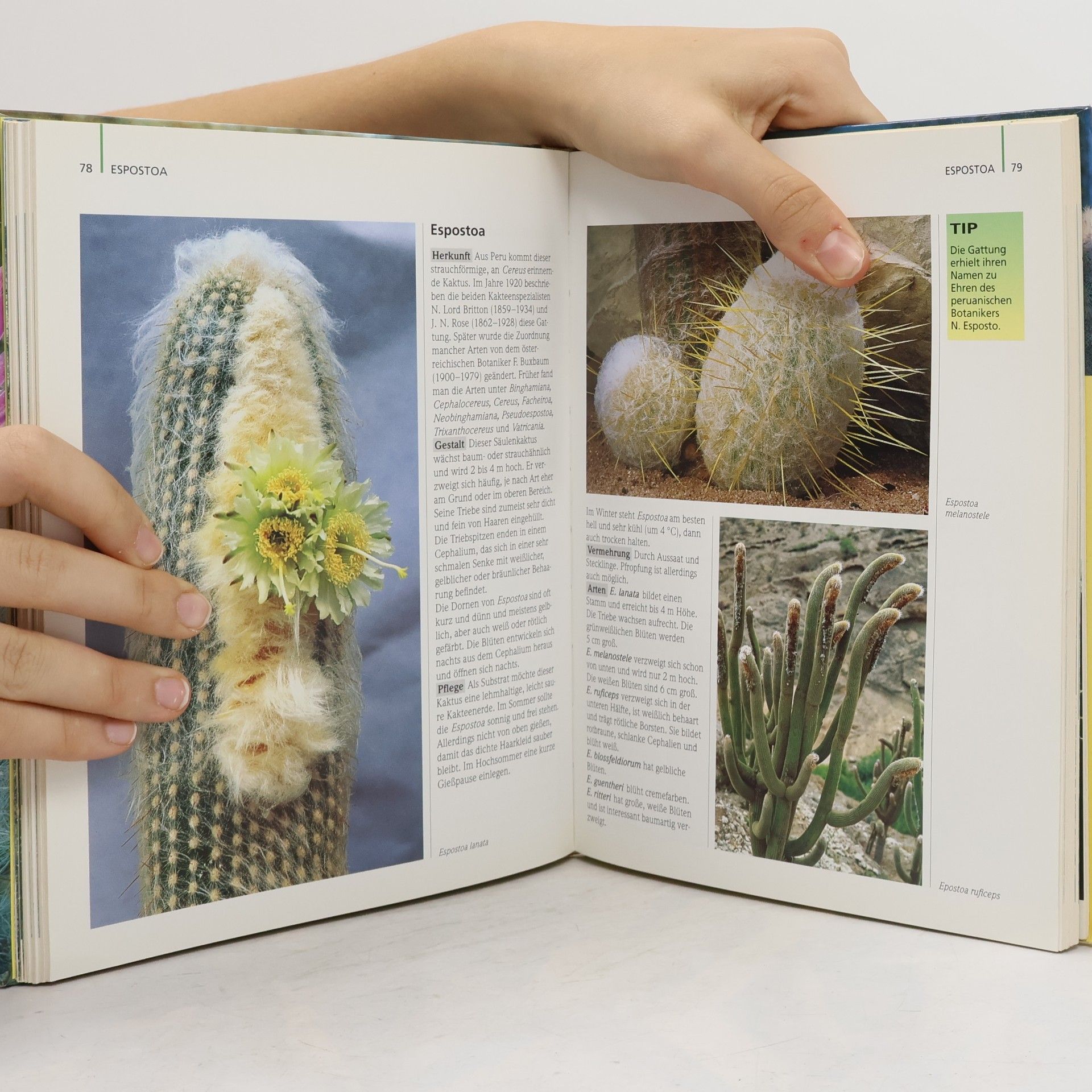 Elisabeth Manke Das BLV-Kakteen-Buch