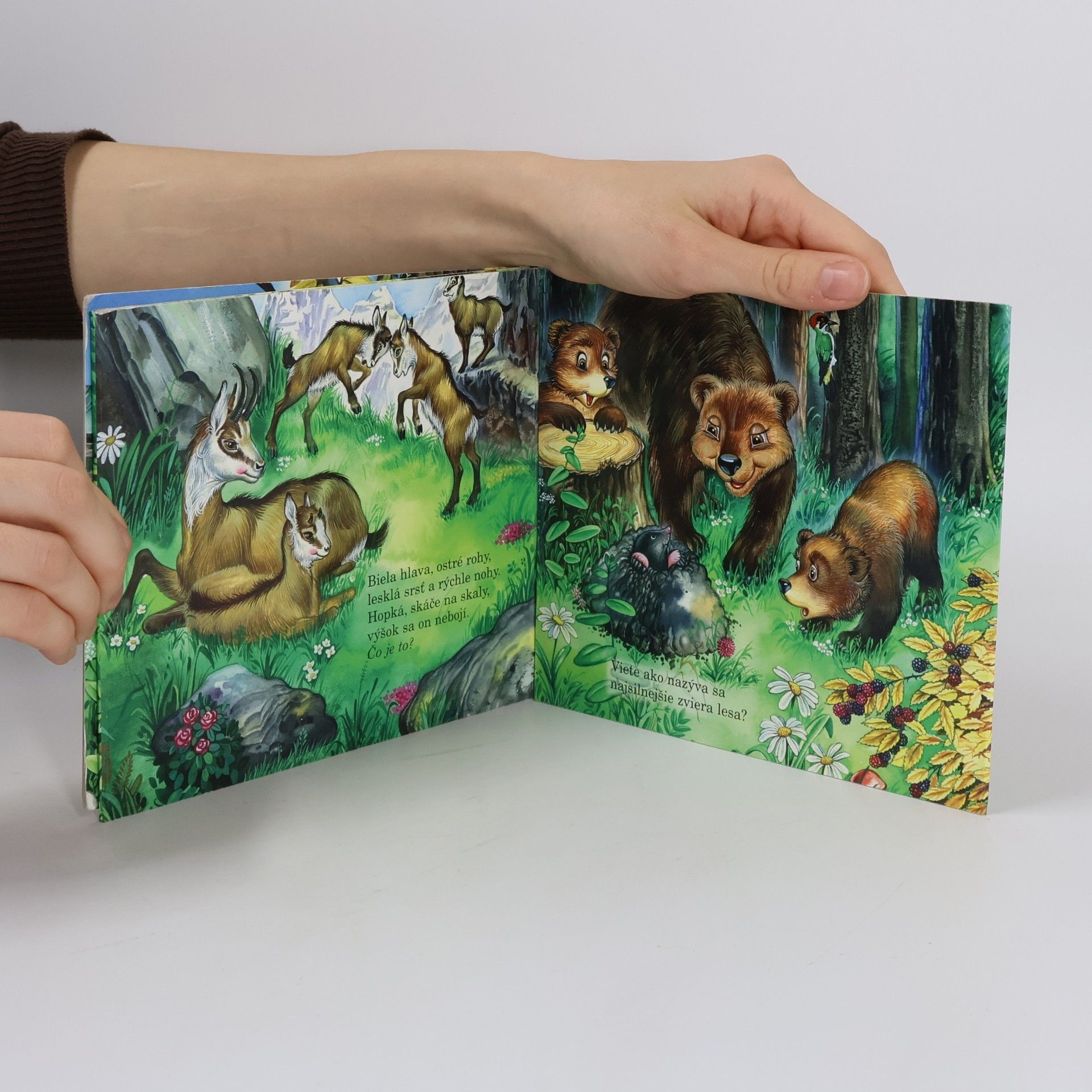 Autorenkollektiv Hádanky z lesa a louky