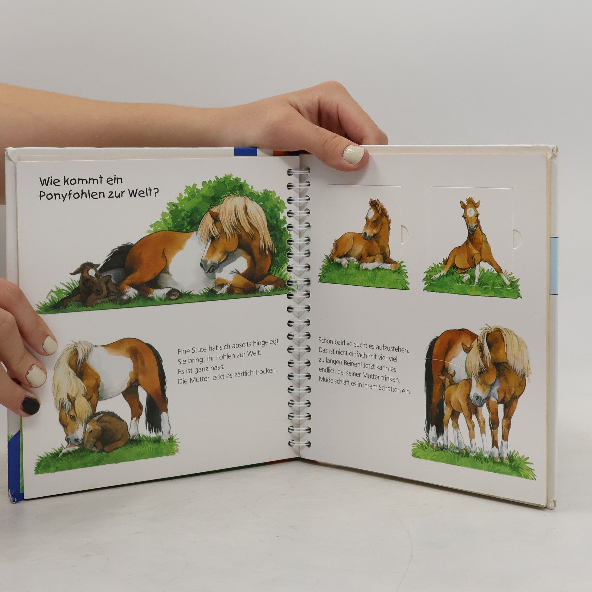 Thea Roß Das Pony