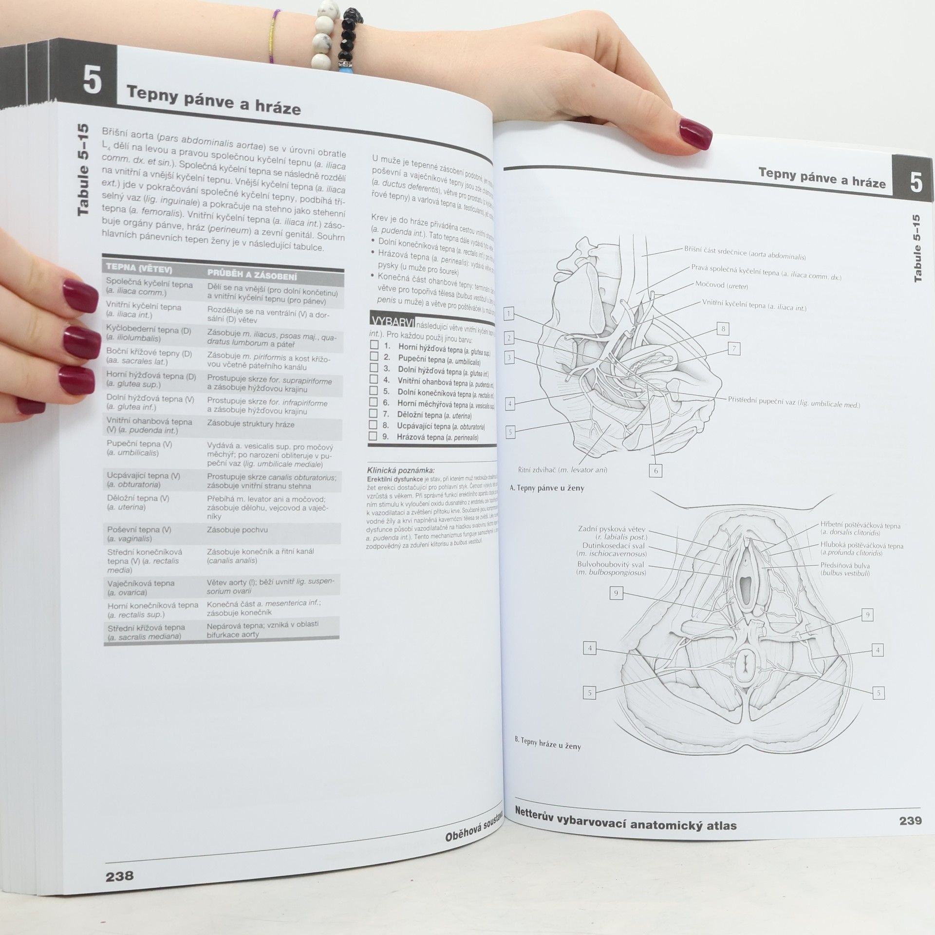 John T. Hansen Netterův vybarvovací anatomický atlas