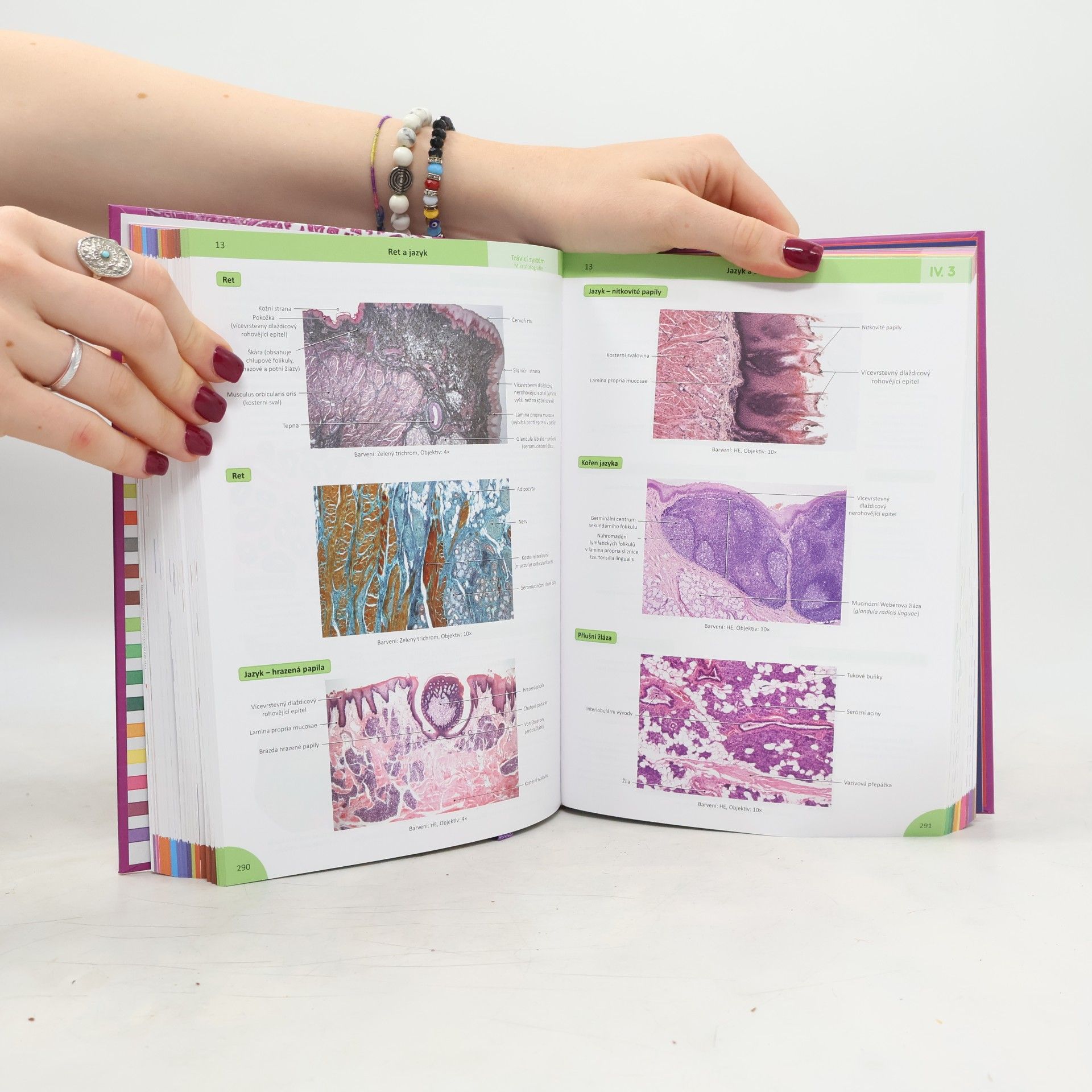Ivan Varga Memorix histologie