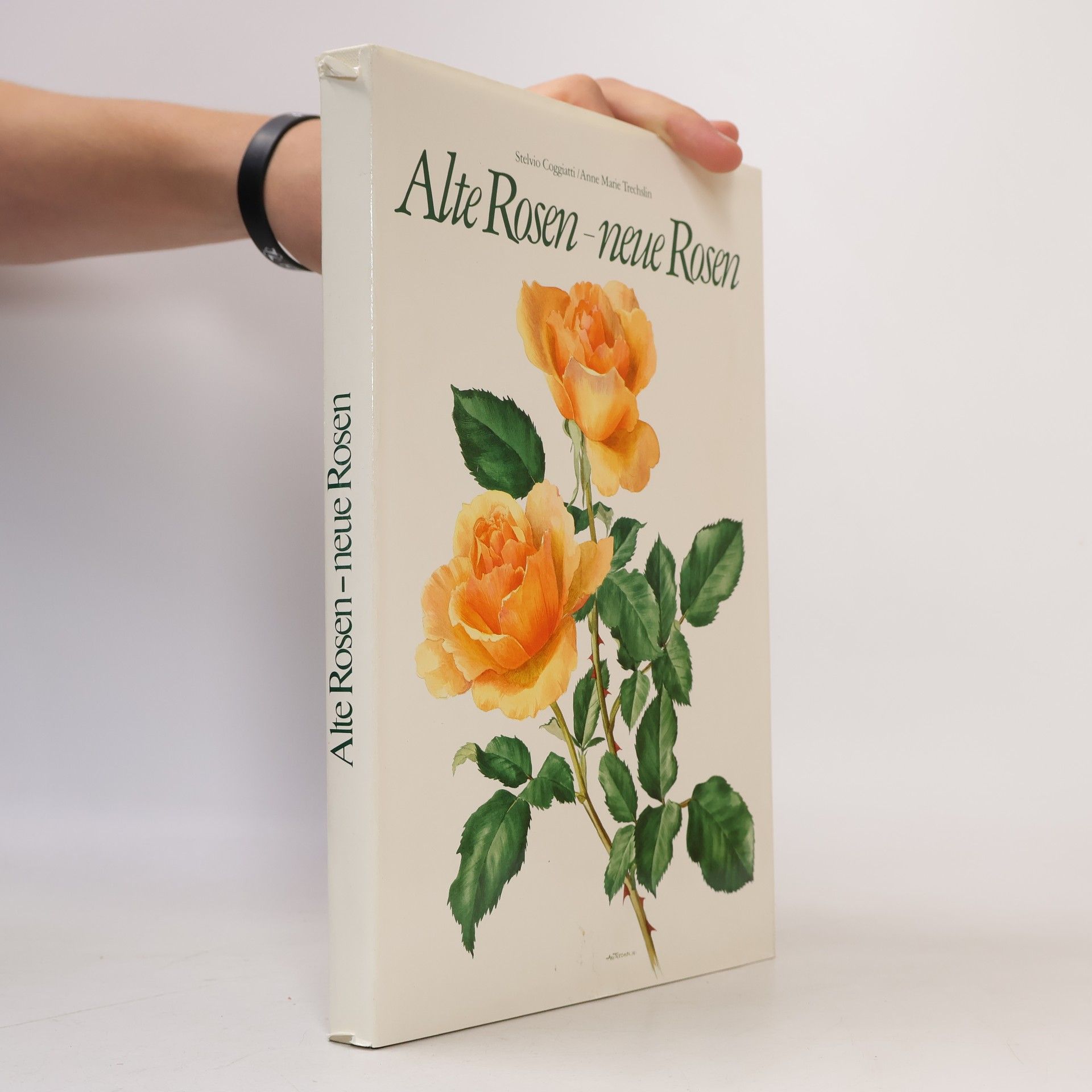 Alte Rosen - neue Rosen