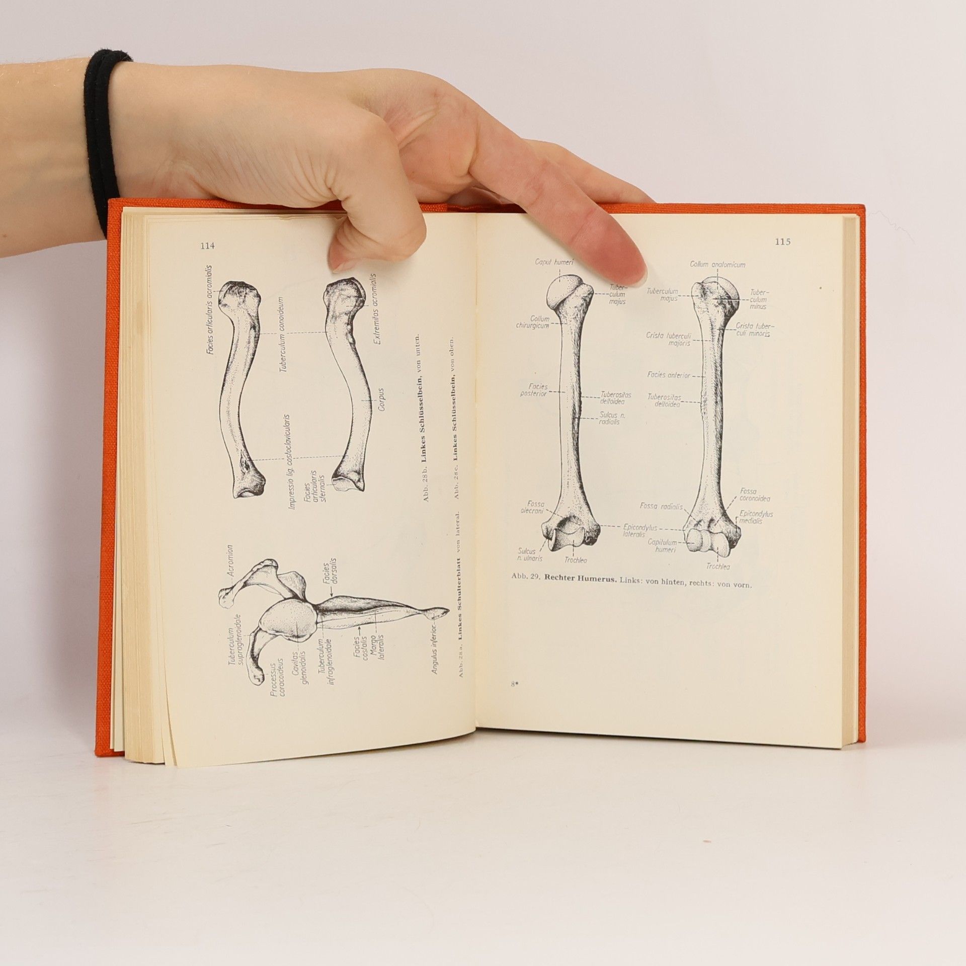 Hermann Voss Taschenbuch der Anatomie 1