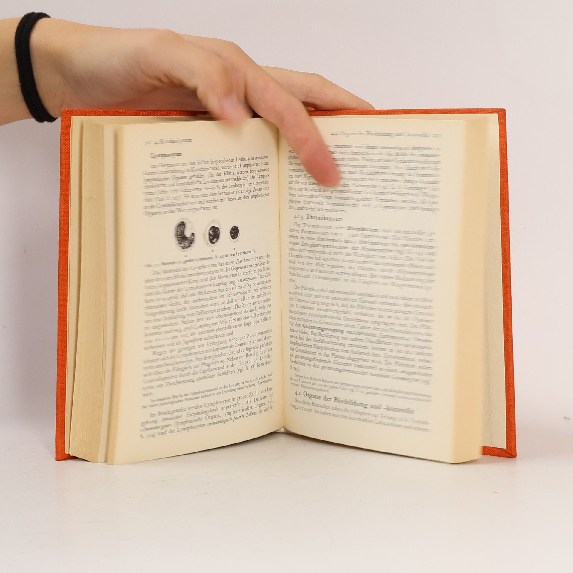Hermann Voss Taschenbuch der Anatomie. Band 2