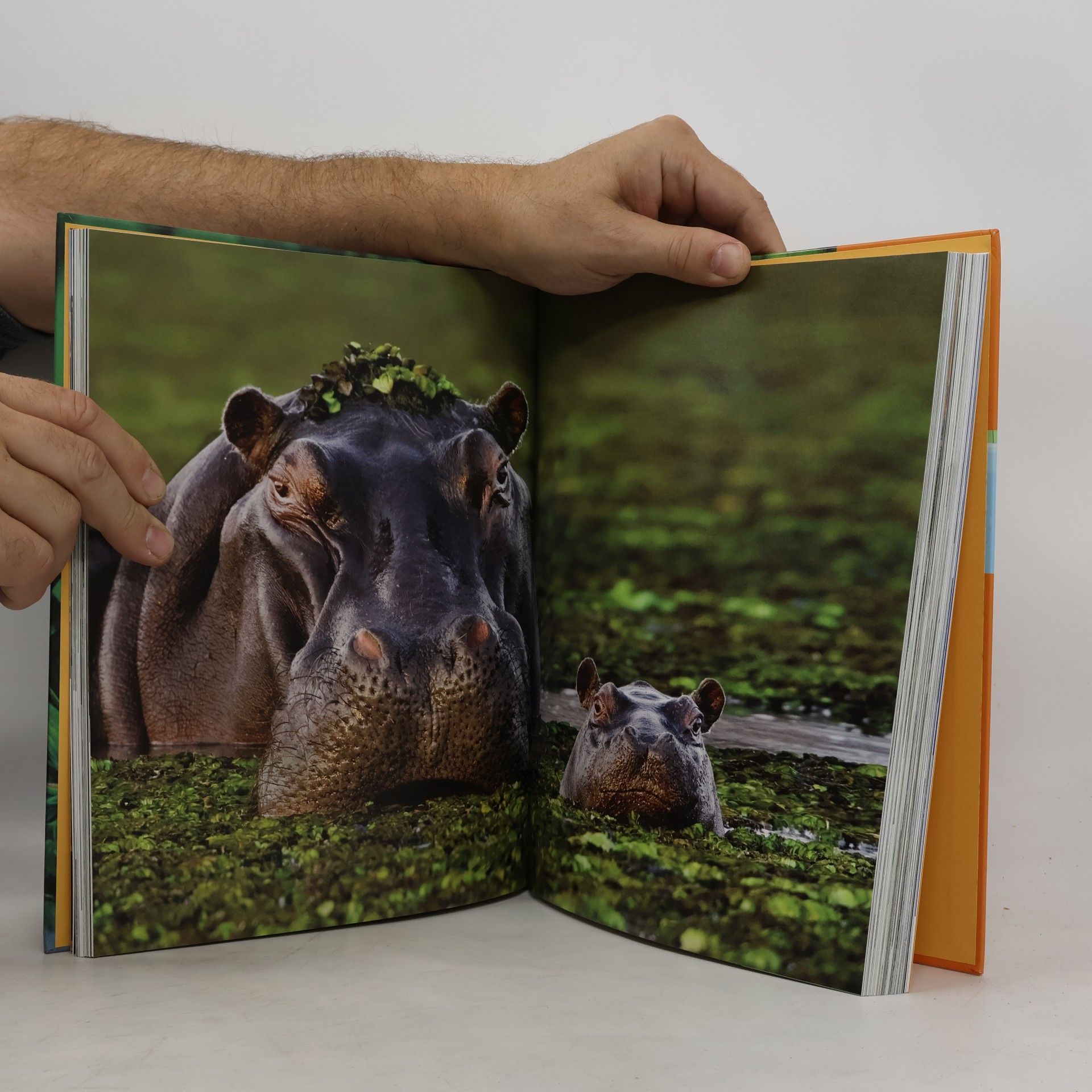 Kerstin Viering Ohrožené druhy zvířat. Obrazový atlas