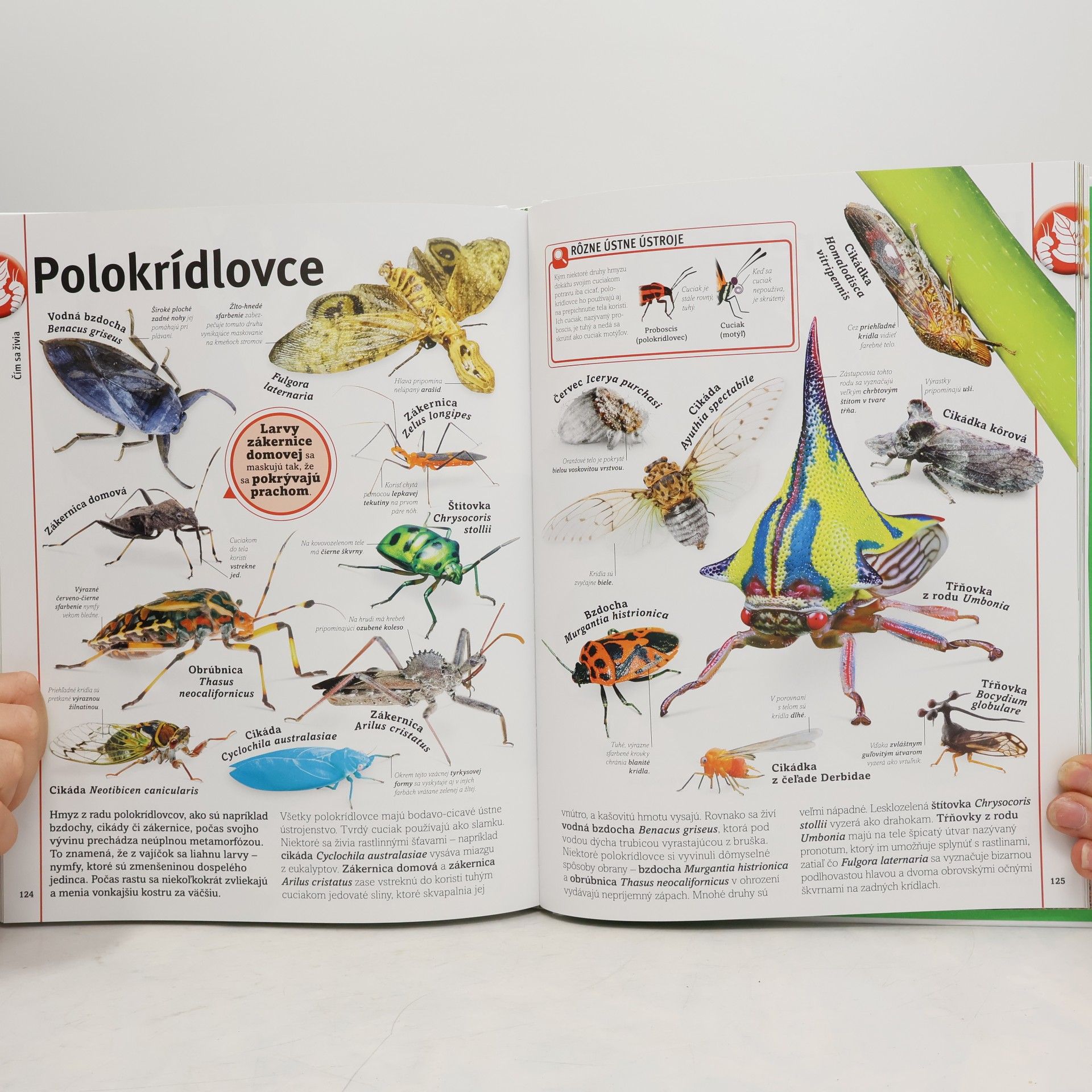 Ben Francon Dowds Chrobáky, motýle, pavúky, stonôžky
