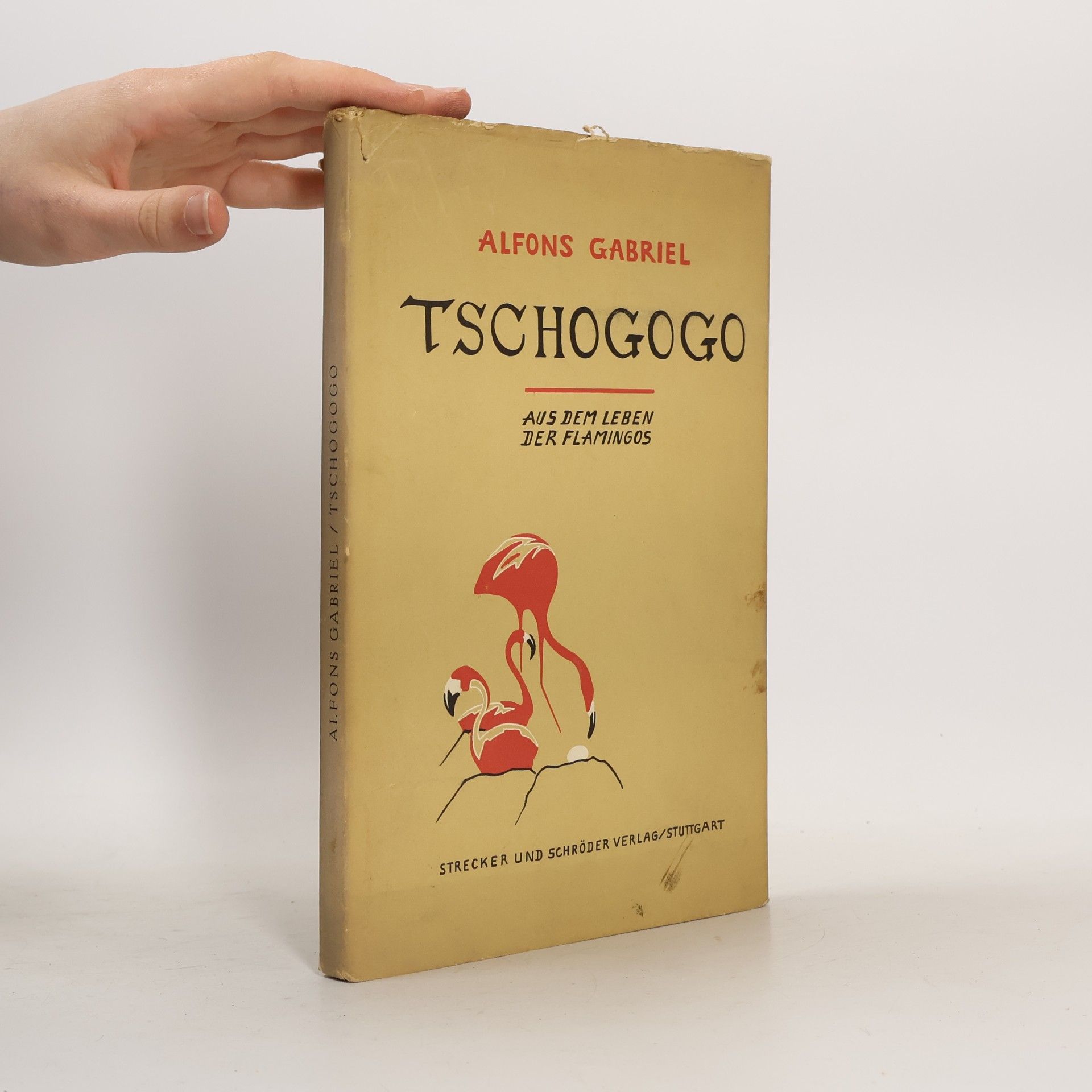 Tschogogo. Aus dem Leben der Flamingos