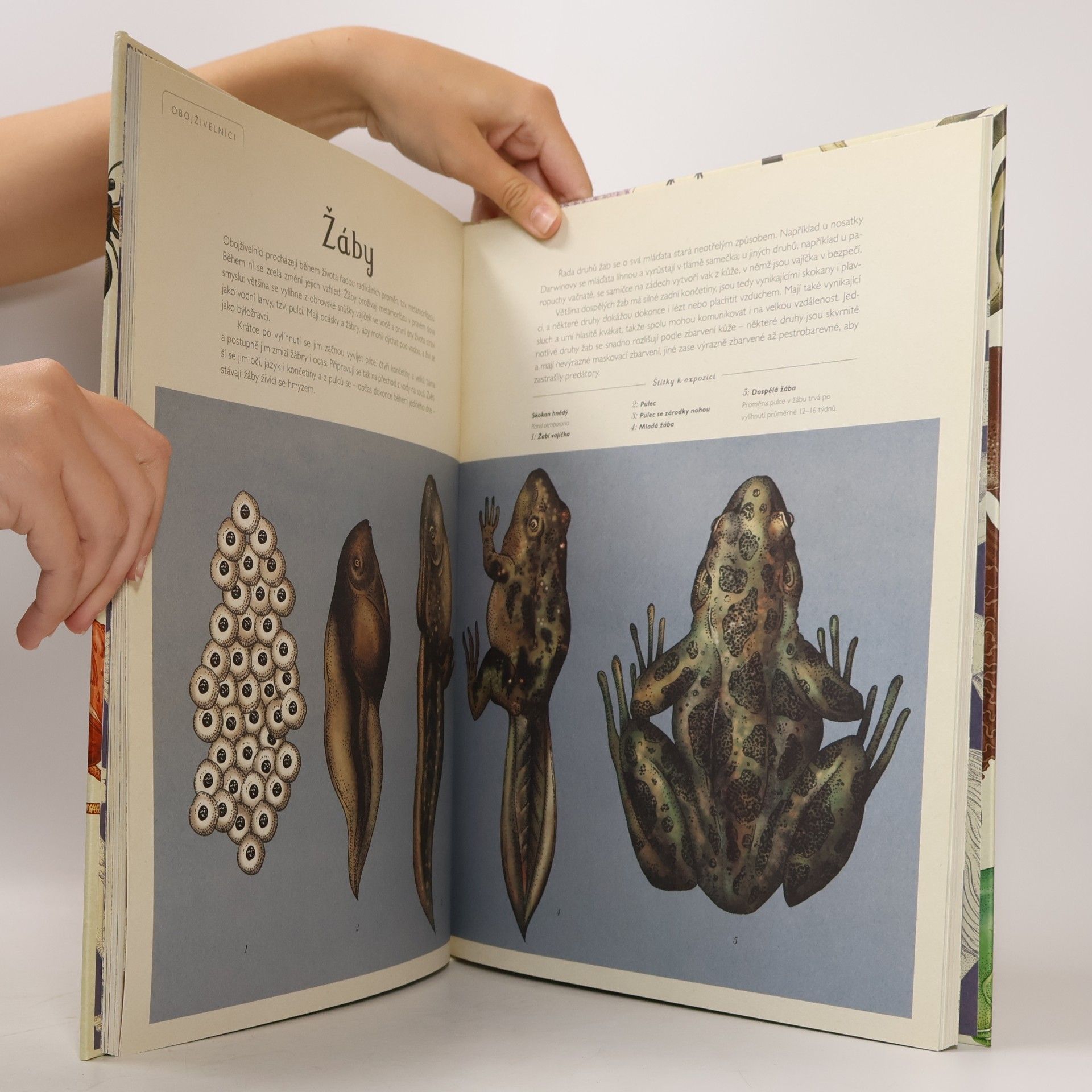 Katie Scott Animalium