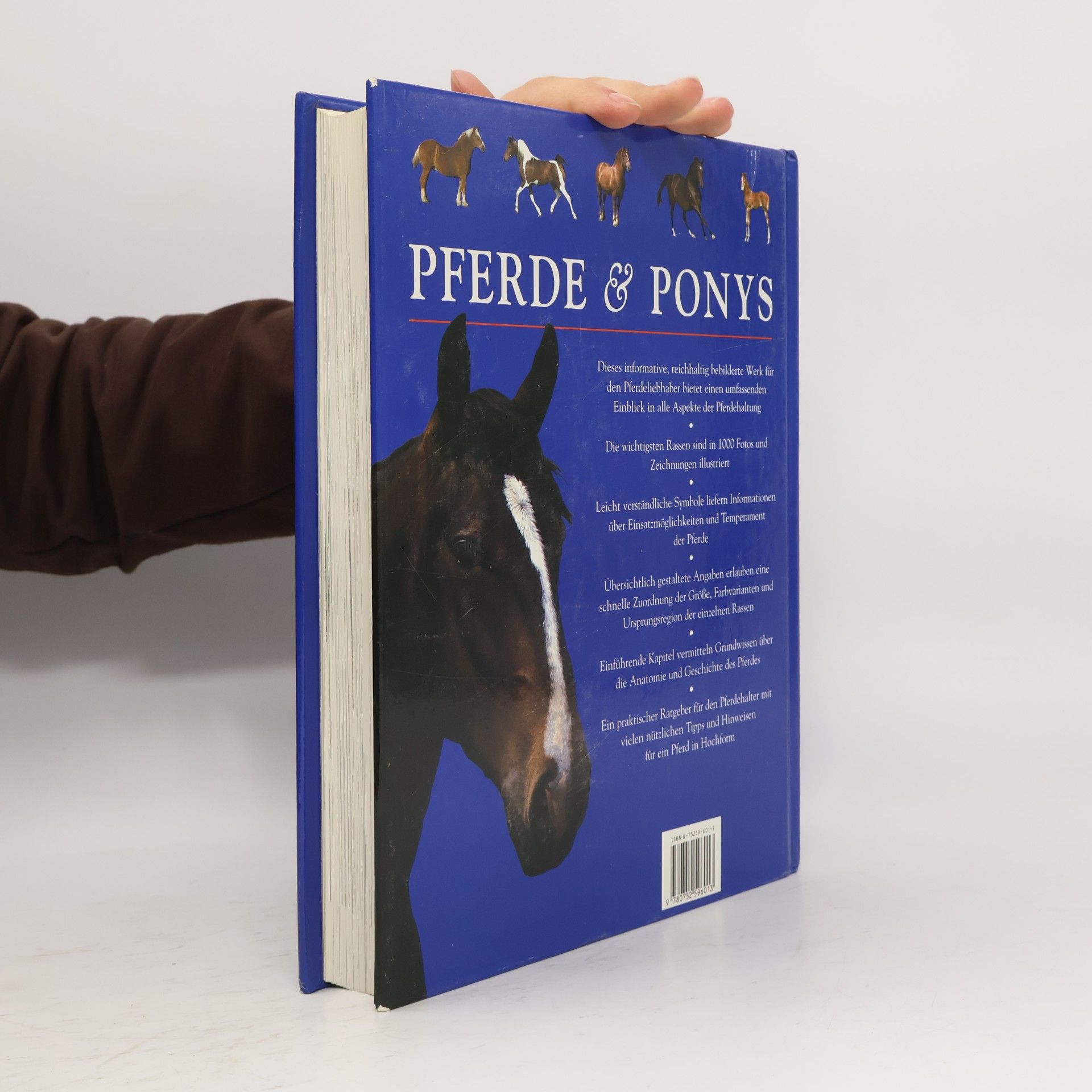 Tam Pickeral Pferde & Ponys