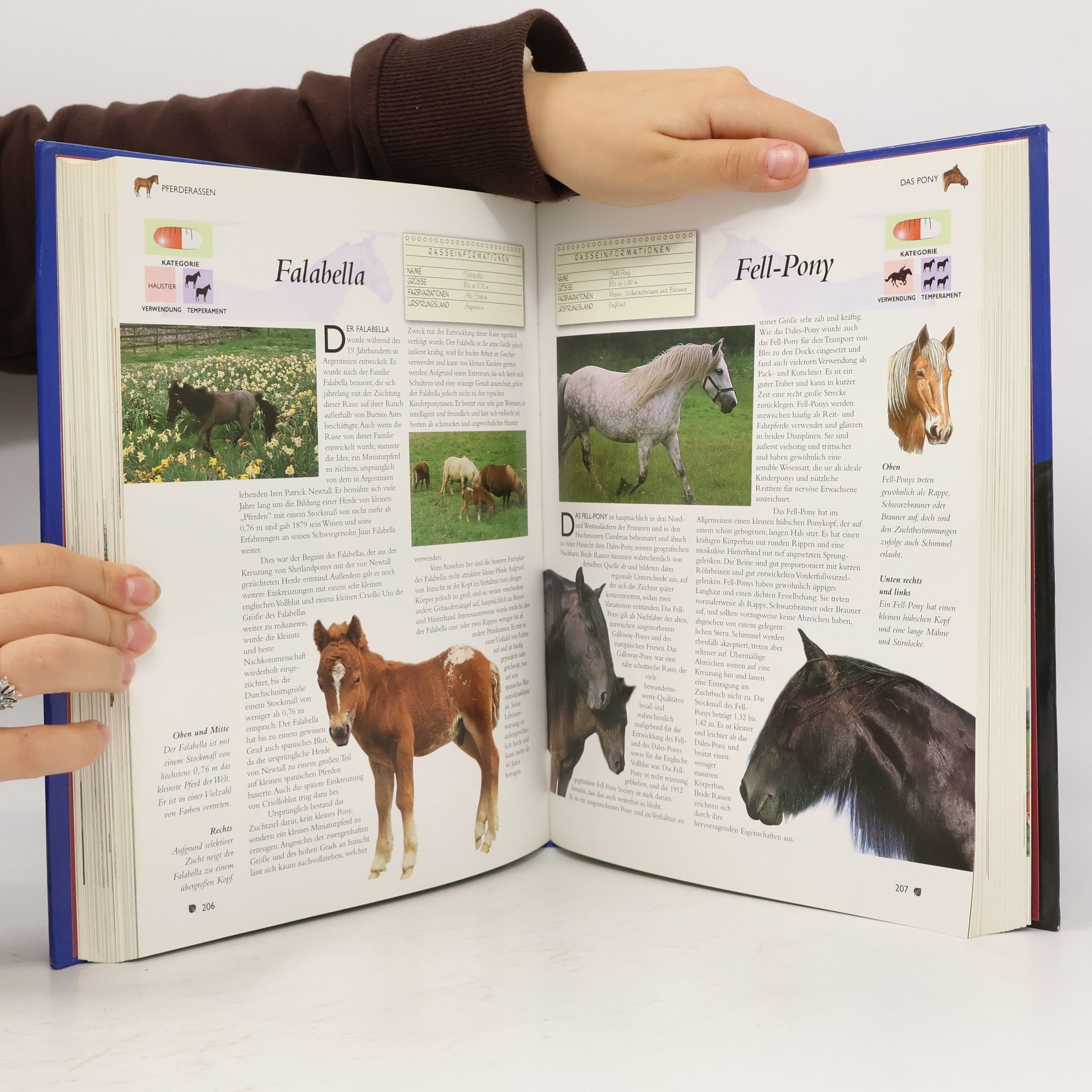 Tam Pickeral Pferde & Ponys