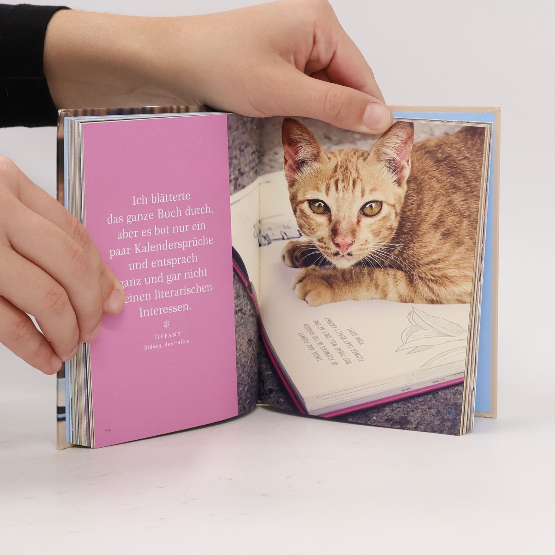 Romy Thiele Bücher-Katzen. und ihre Streifzüge durch die Welt des Lesens