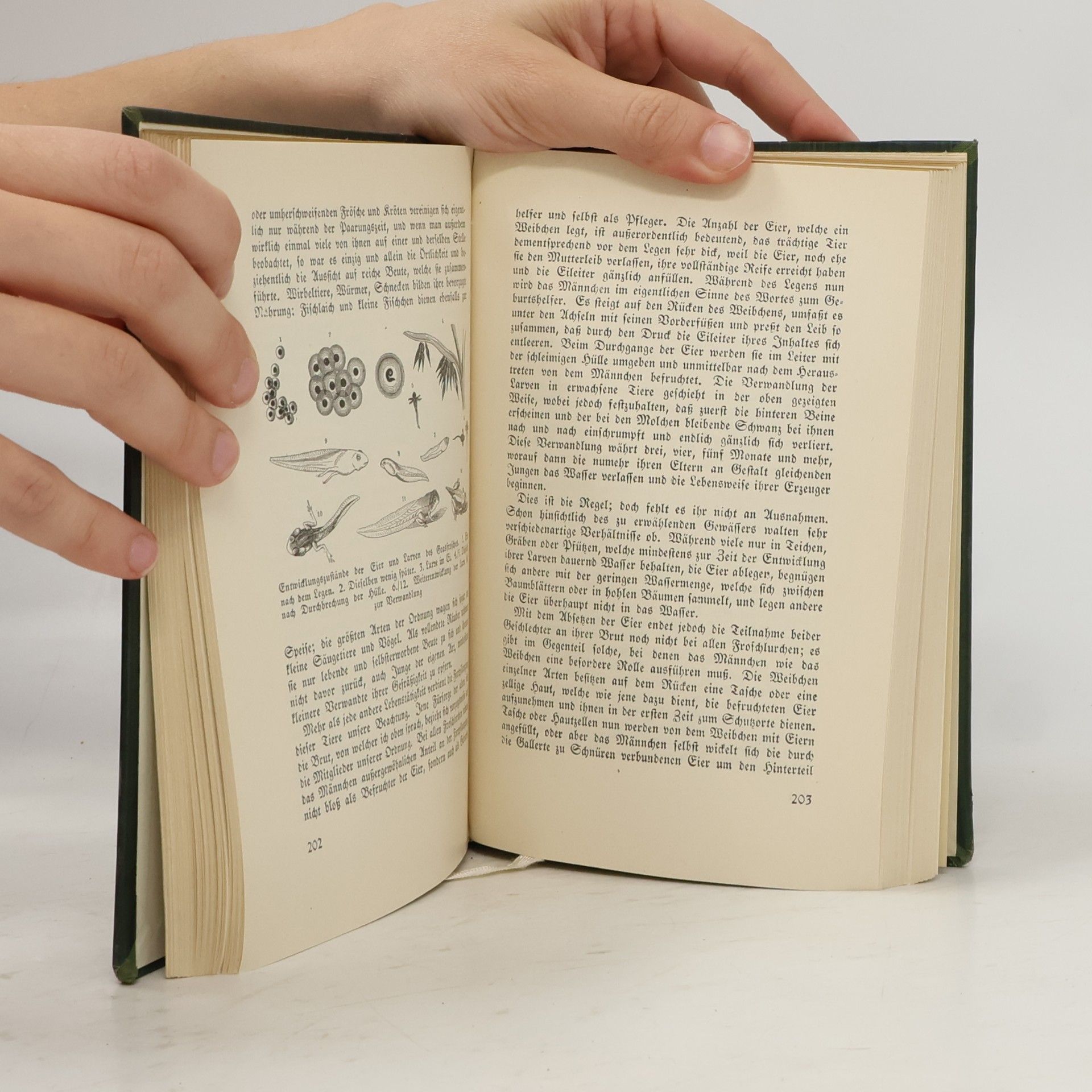 A. E. Brehm Das Leben der Tiere. Die Kriech tiere Die Fische