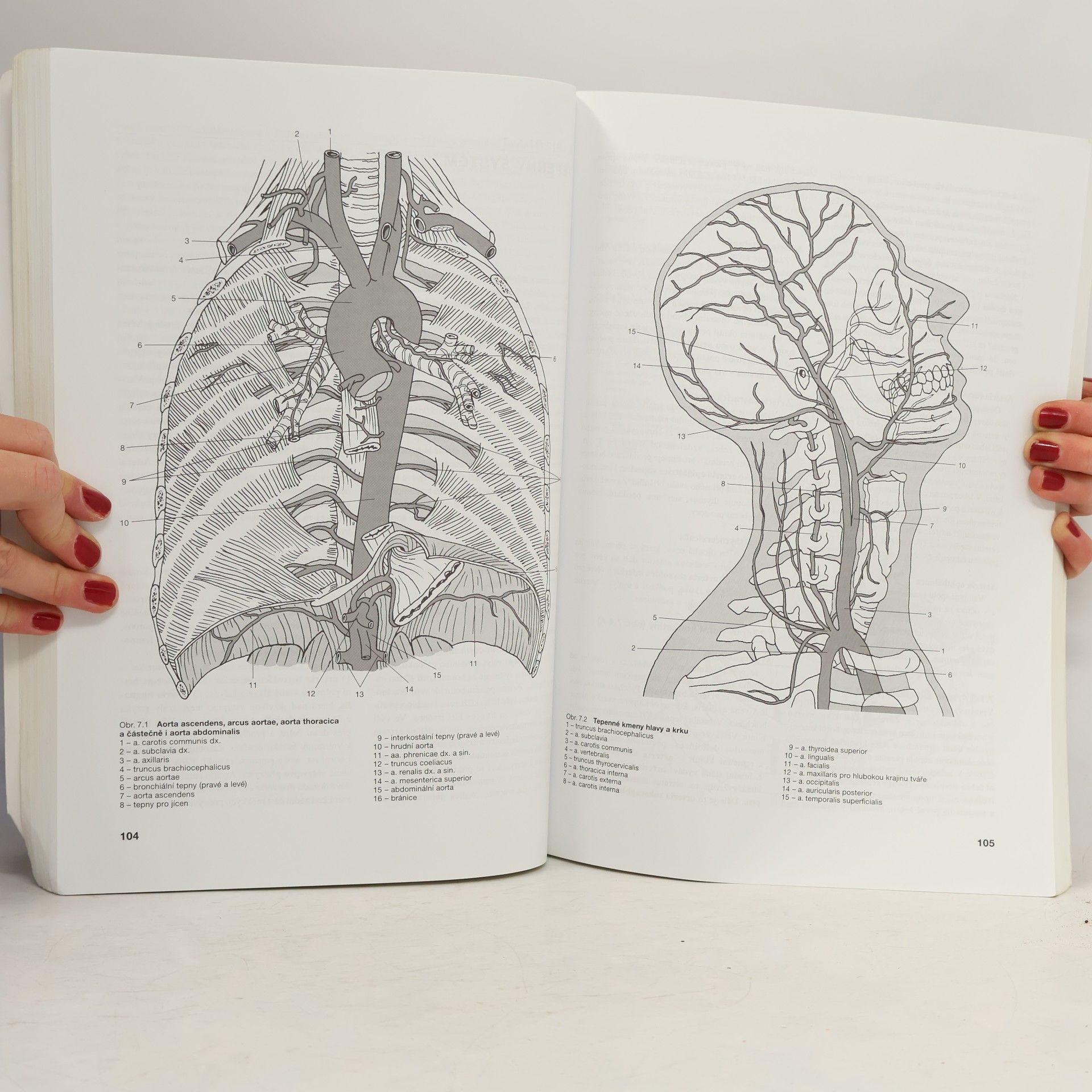 Miloslava Elišková Přehled anatomie