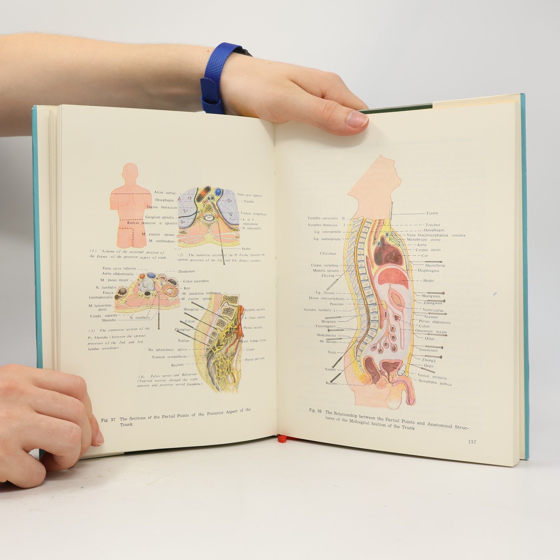 Jing Chen Anatomical Atlas of Chinese Acupuncture Points