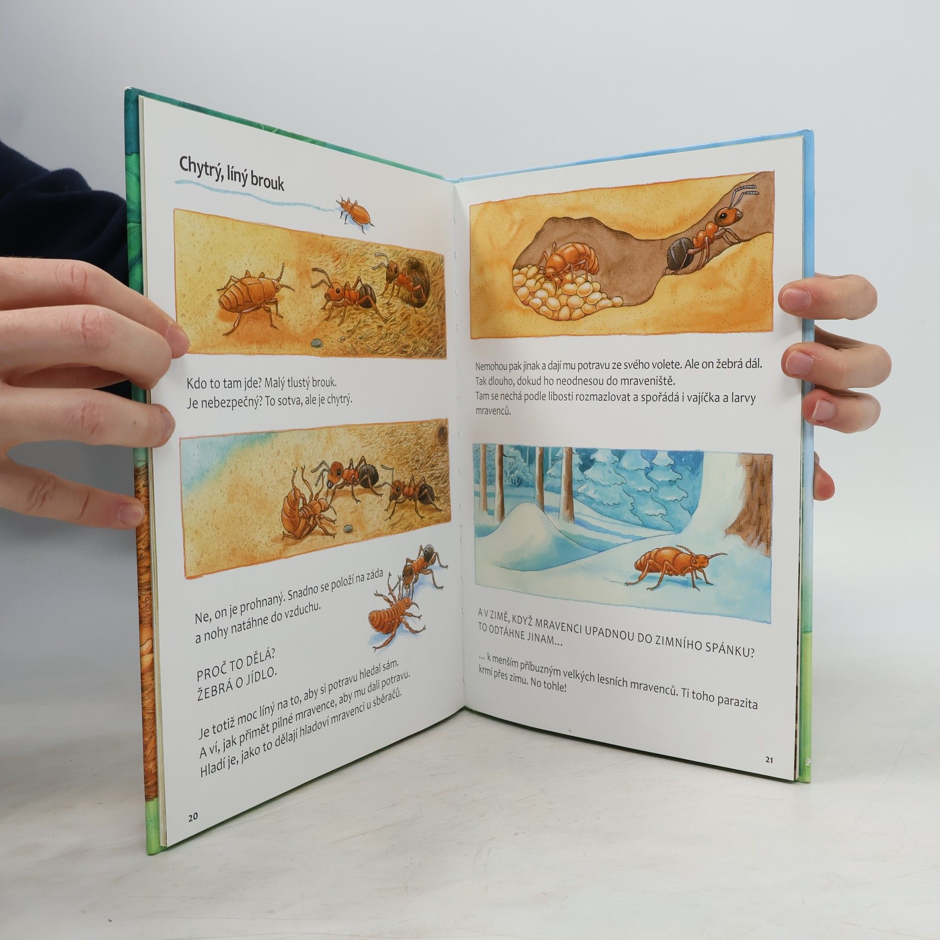 Friederun Reichenstetter Mravenci. Jak vyrůstají a žijí?