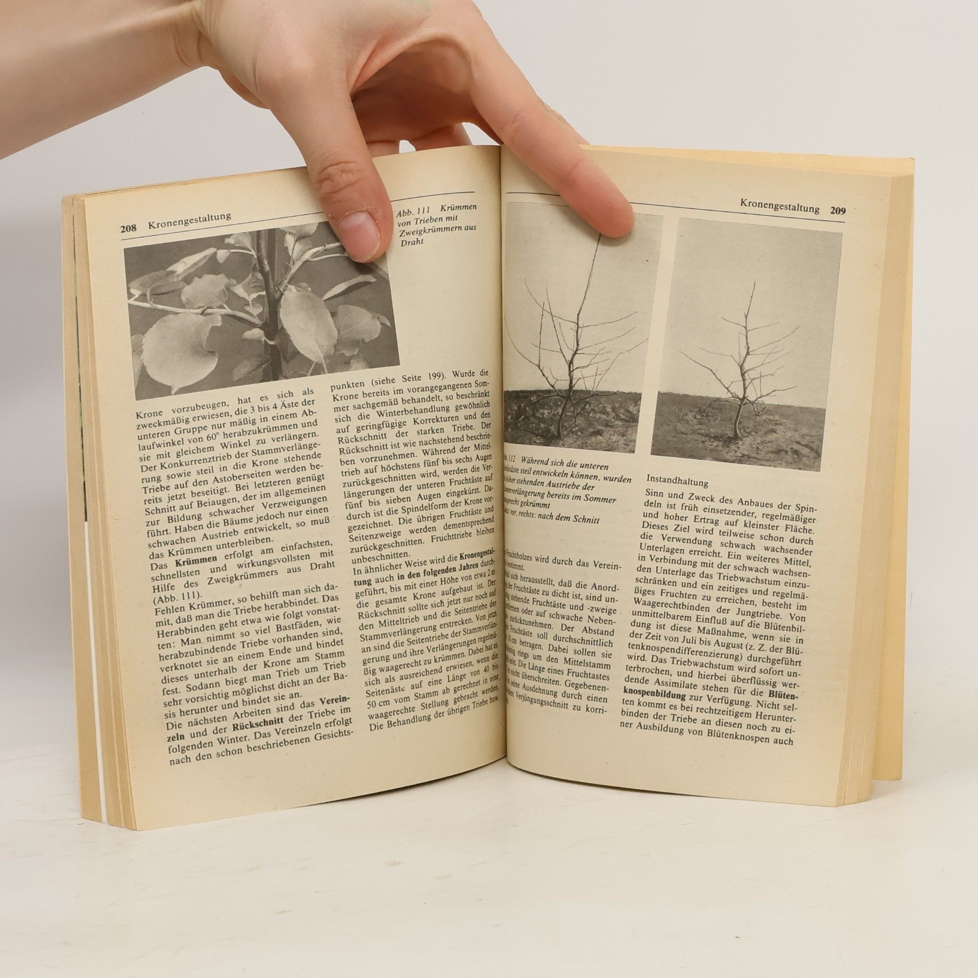 Autorenkollektiv Kern- und Steinobst