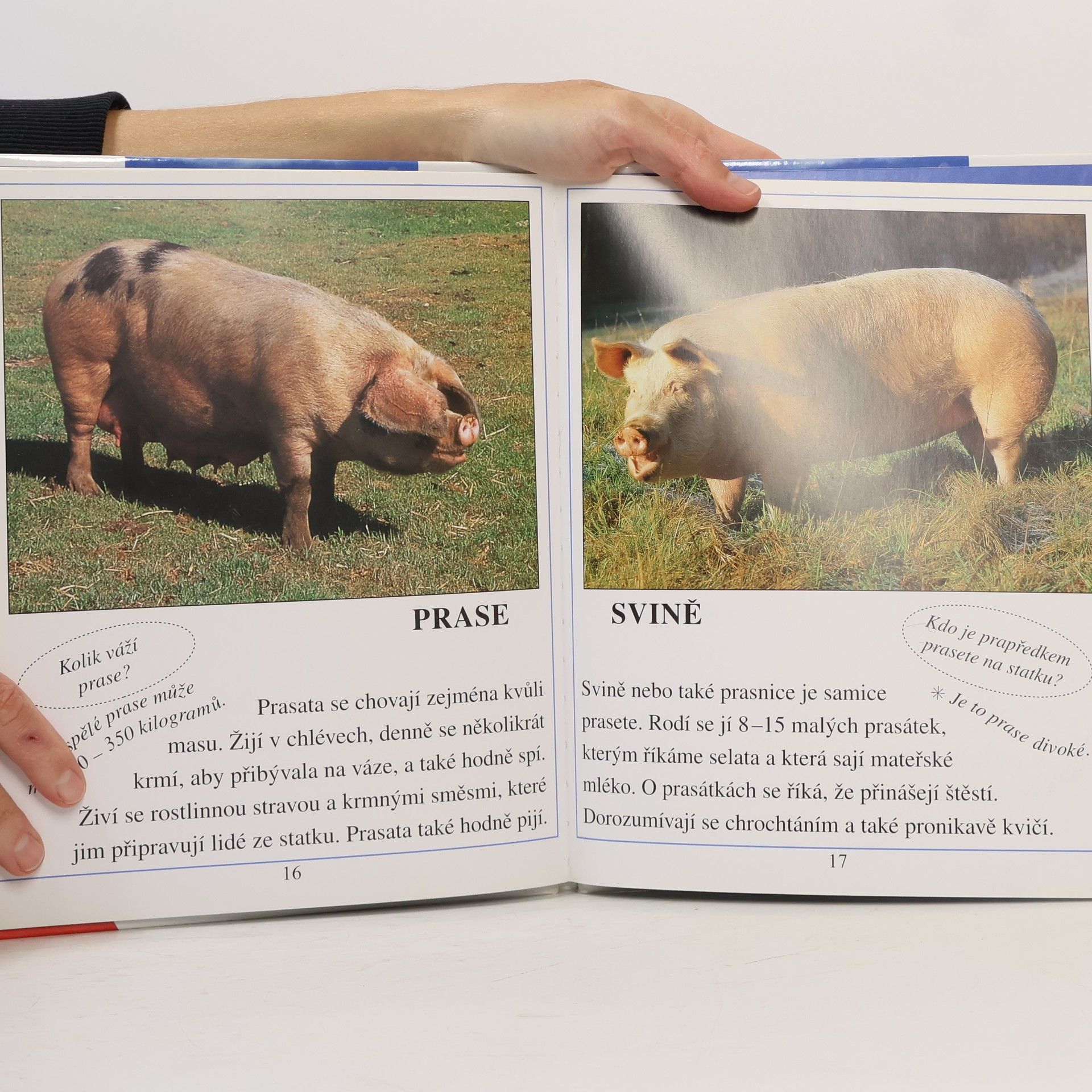 Autorenkollektiv Domácí zvířata