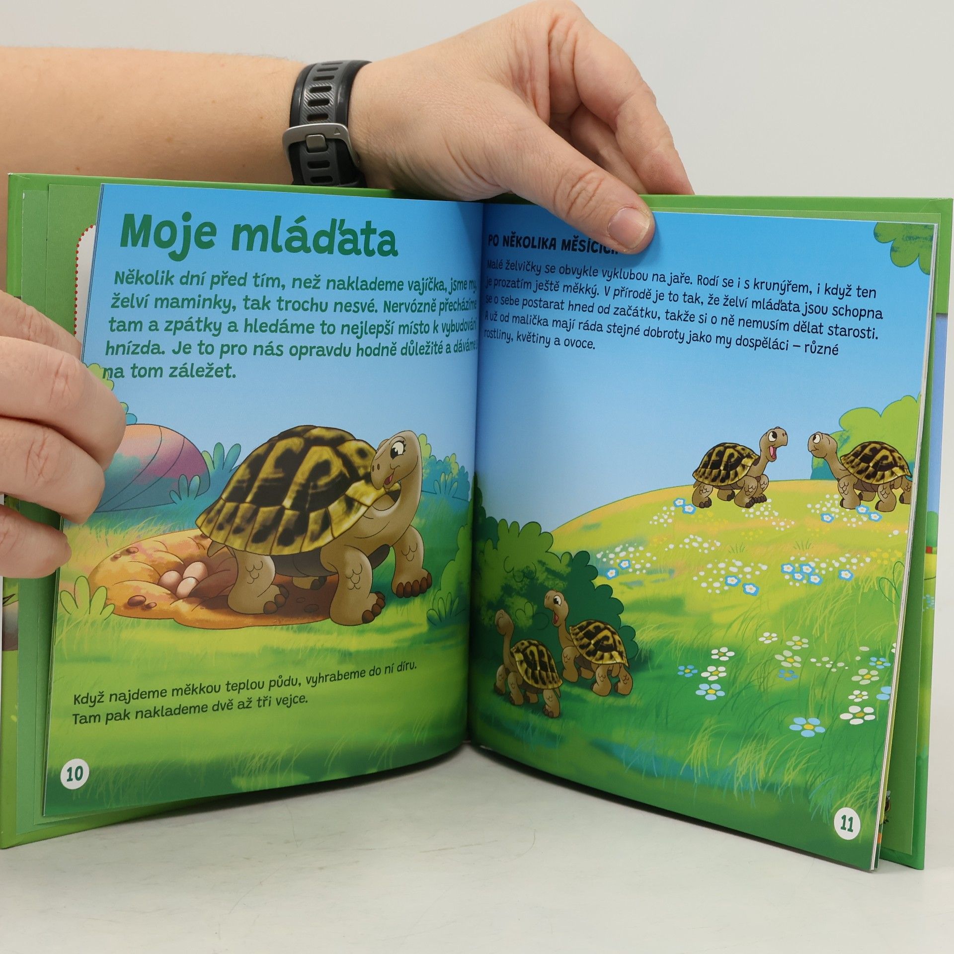 kolektiv Želva