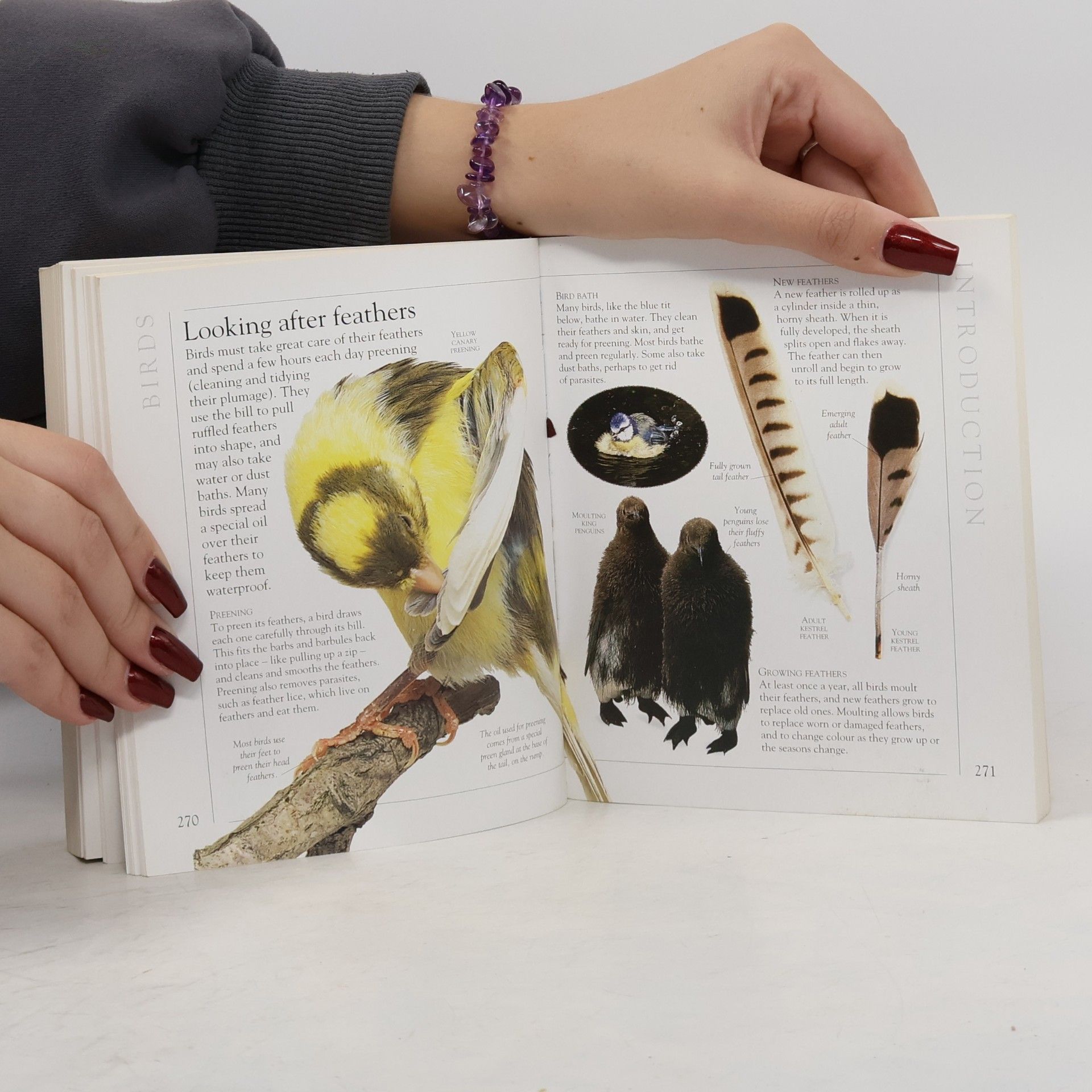 David Alderton Visual Encyclopedia of Animals
