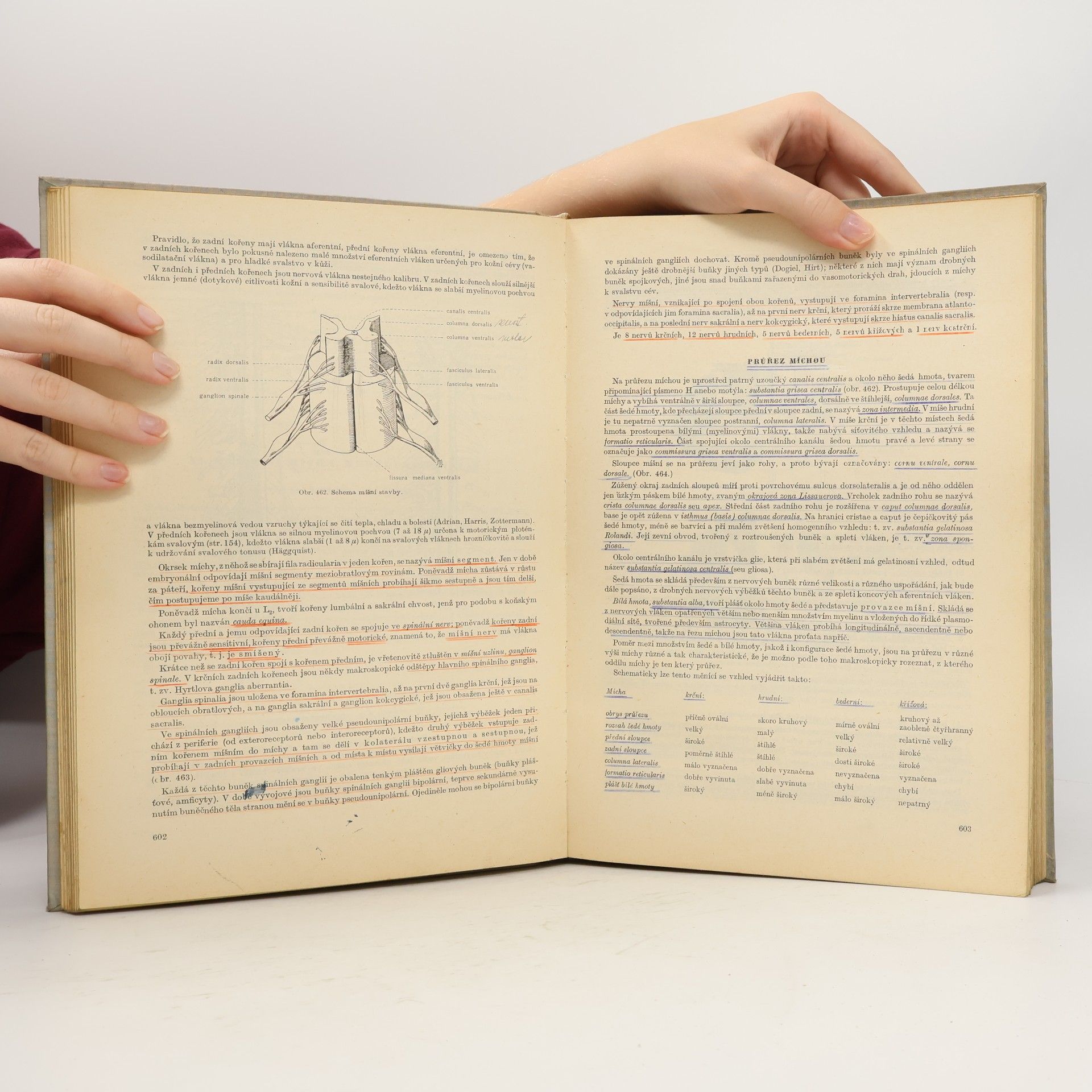 Auteurscollectief Soustavná anatomie člověka II.