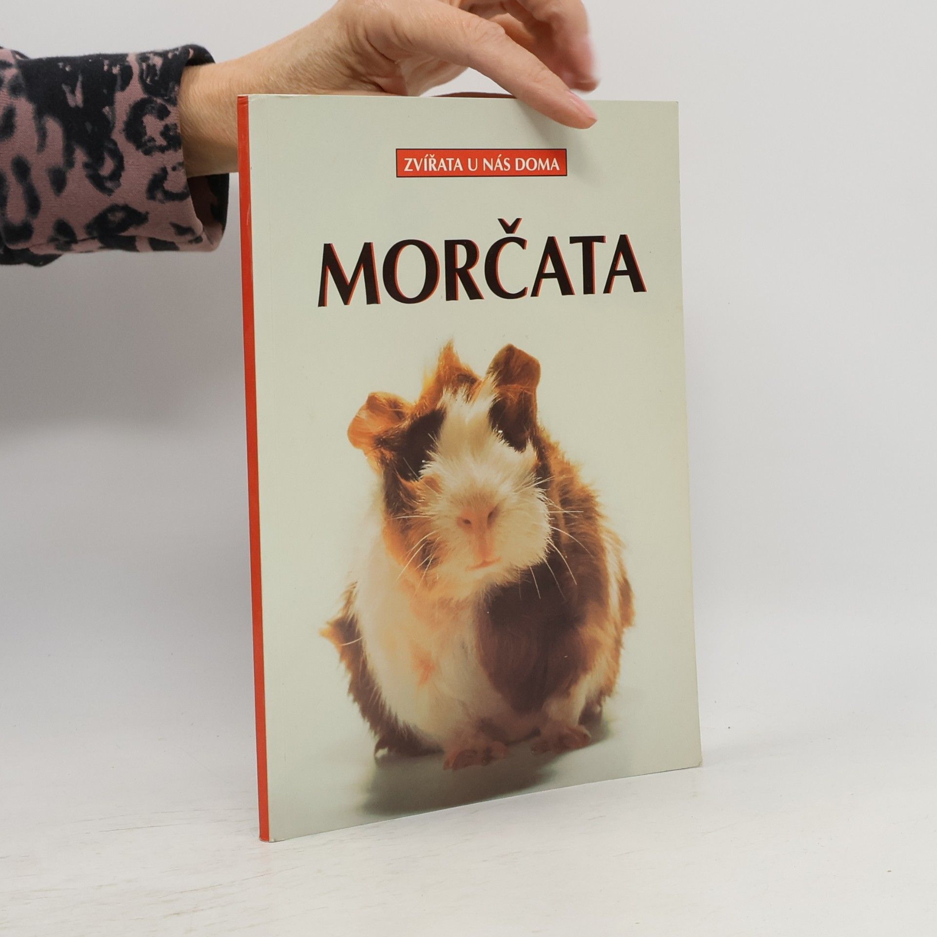 Morčata