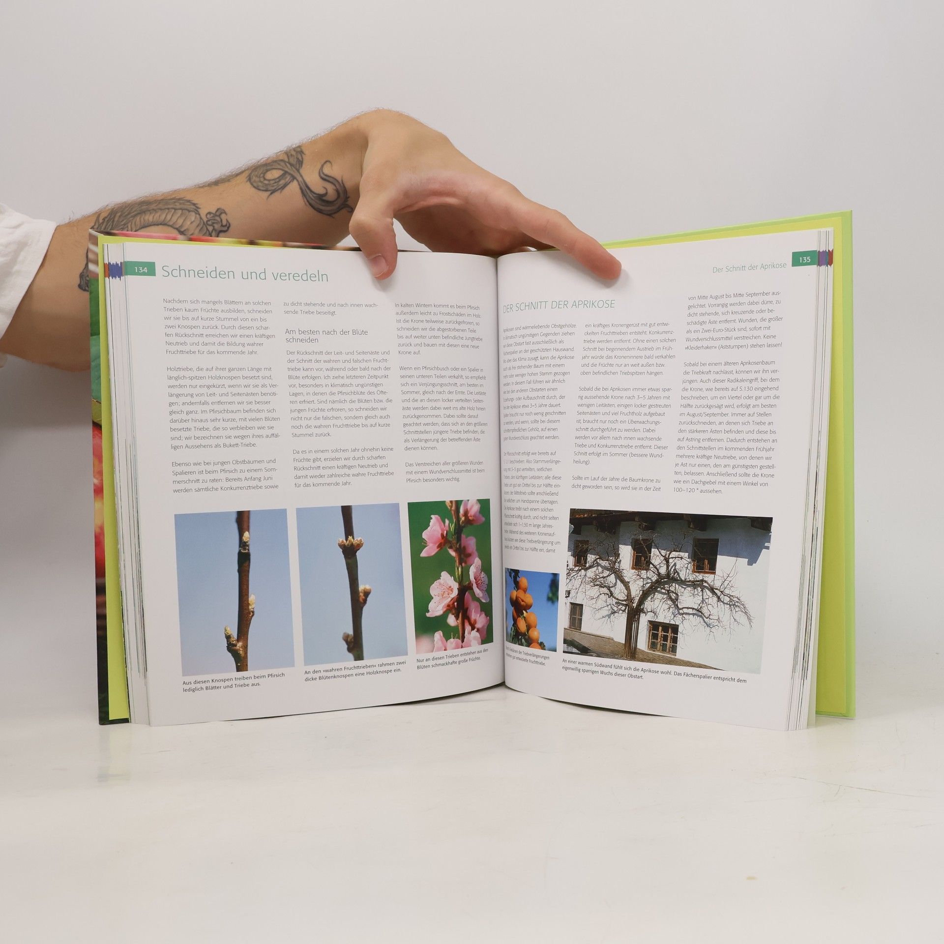 Martin Stangl Das BLV Handbuch Obst