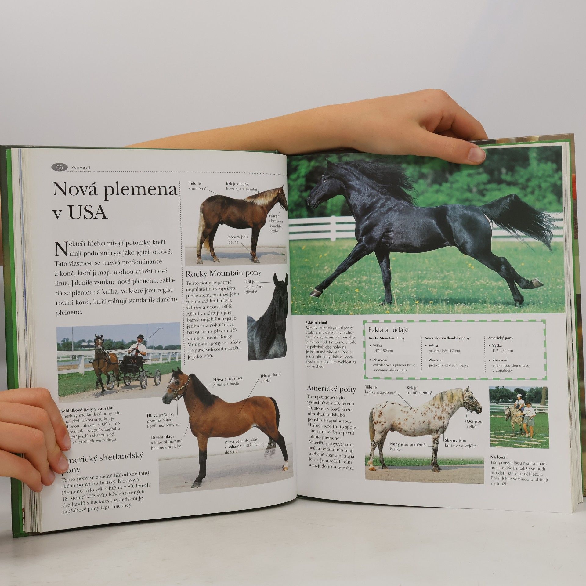 Sandy Ransford Kůň a pony: Velká obrazová encyklopedie