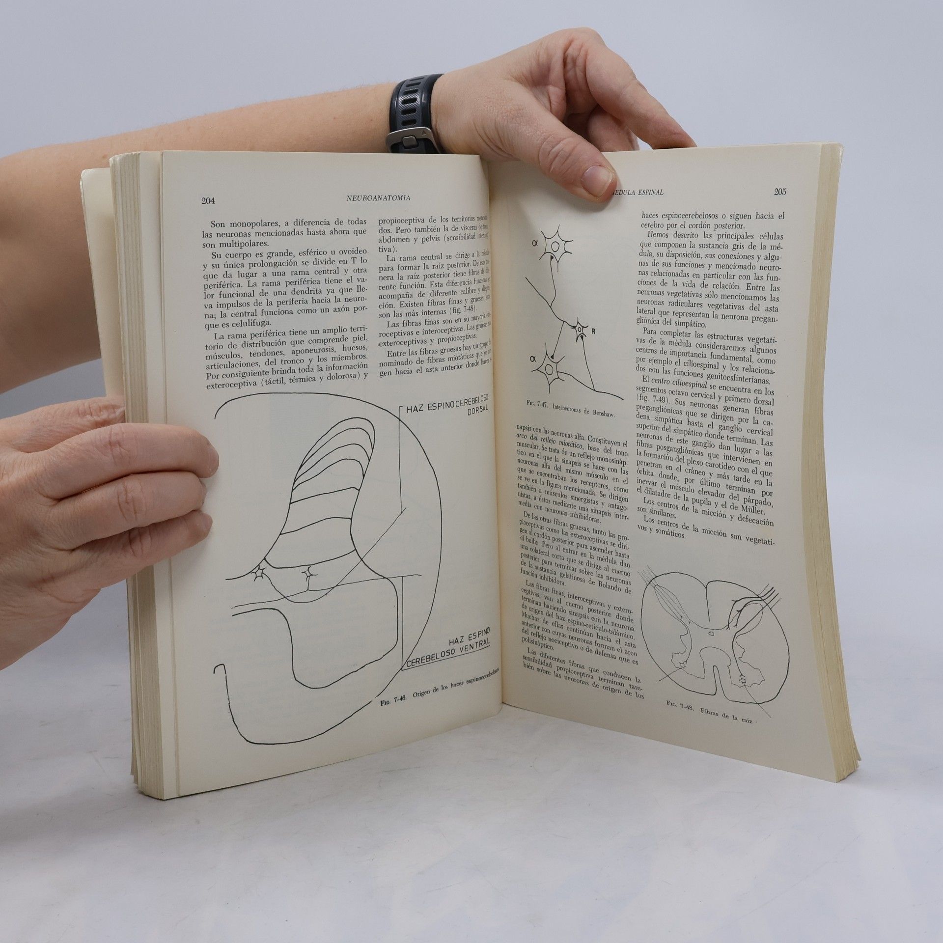 M.A. Rebollo Ramos Neuroanatomia