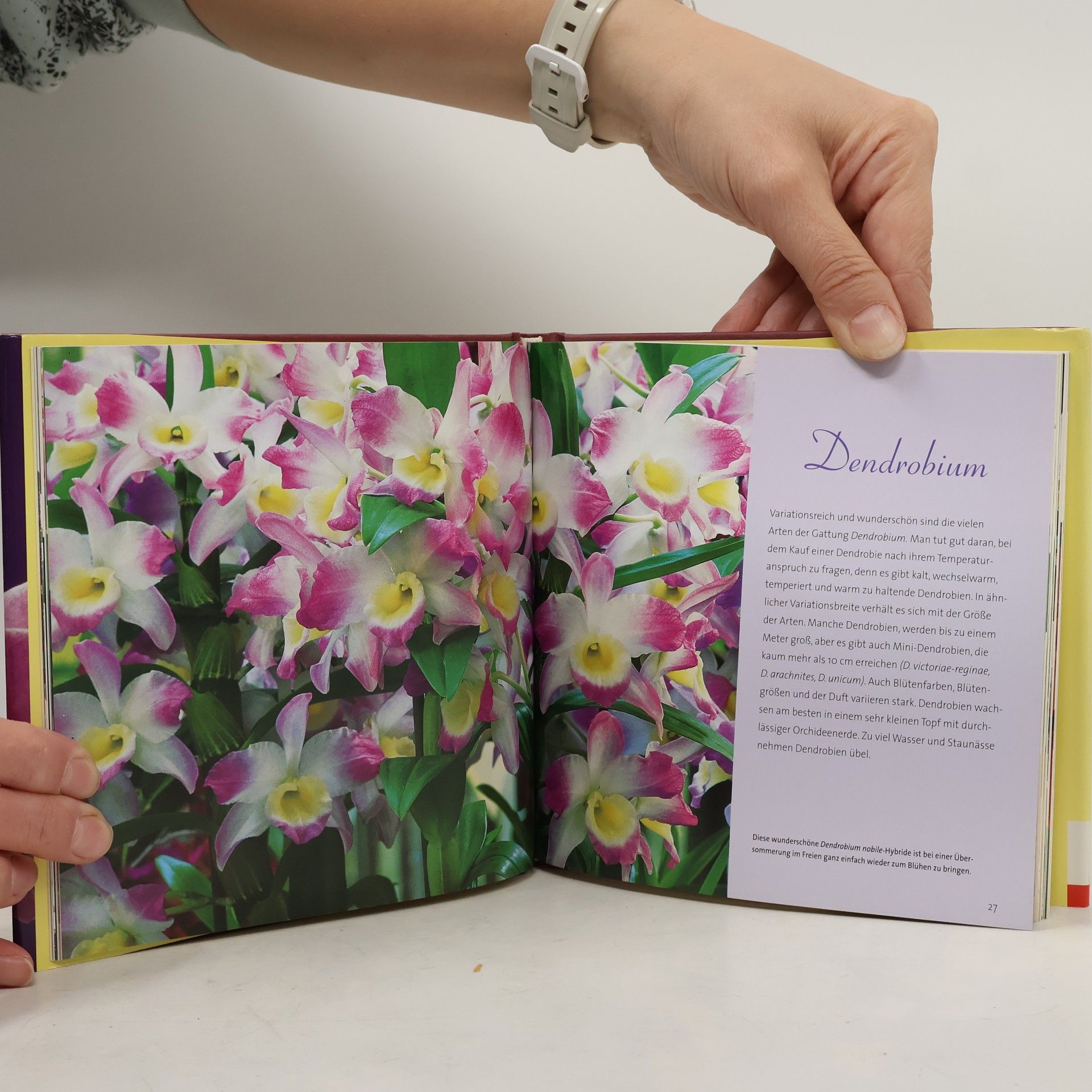 Ulrike Romeis Zauberhafte Orchideen
