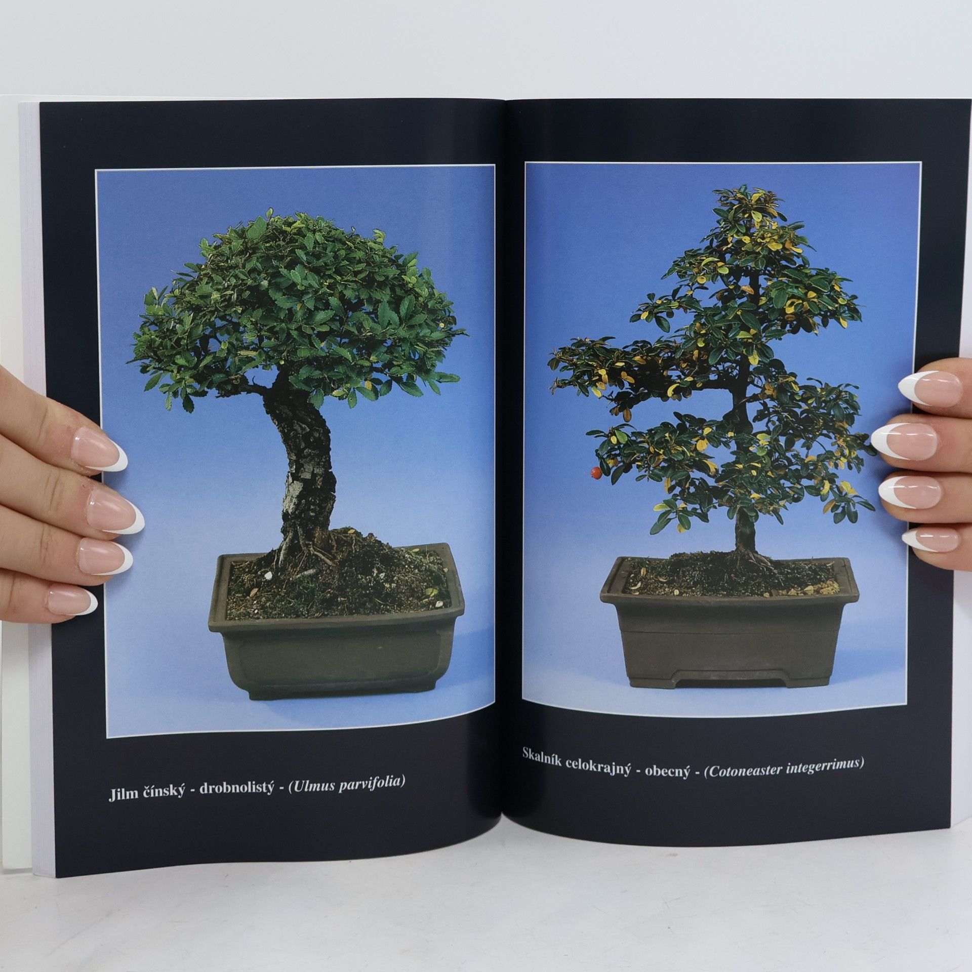 Karel Jan Štolc Bonsai