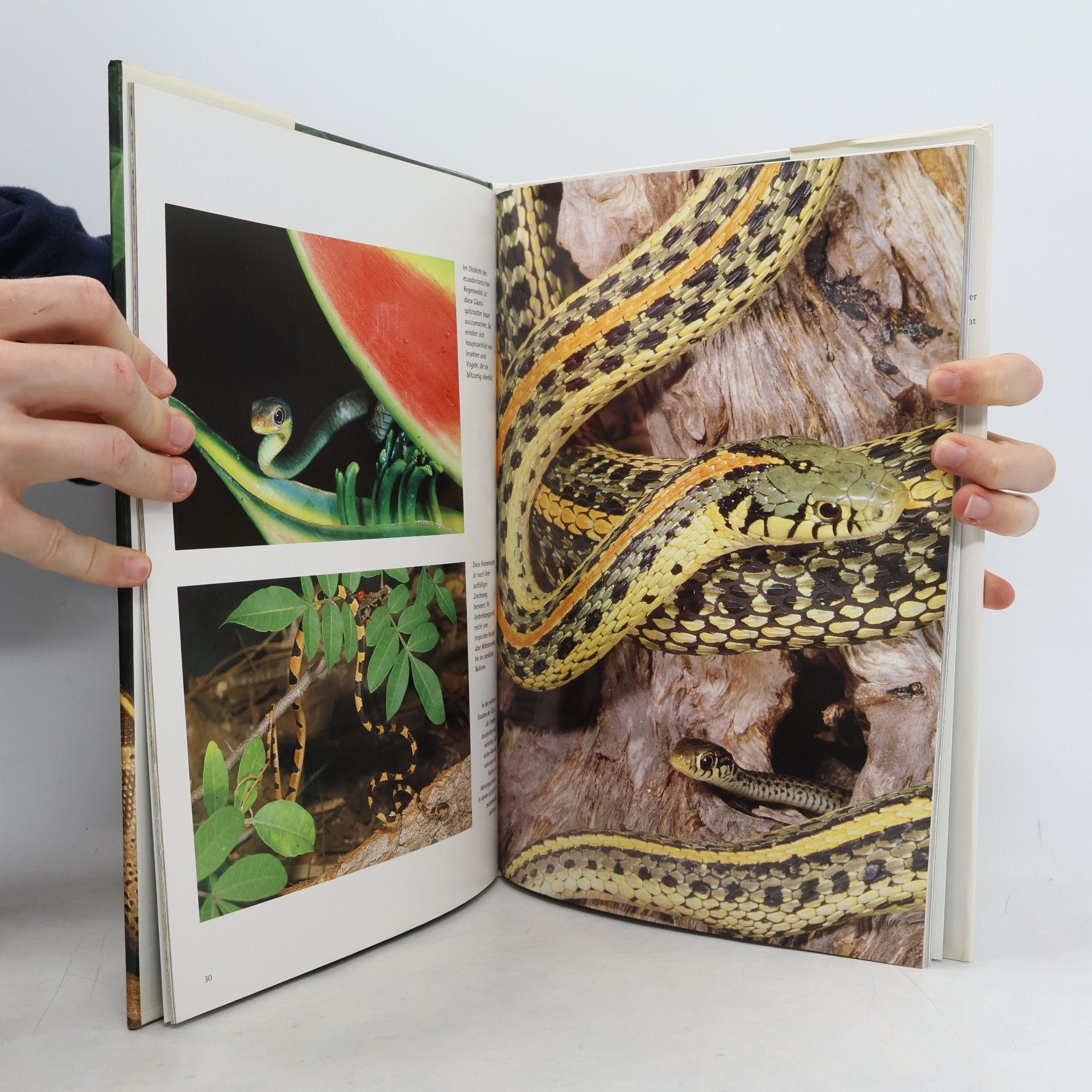 Andrew Cleave Schlangen und andere Reptilien