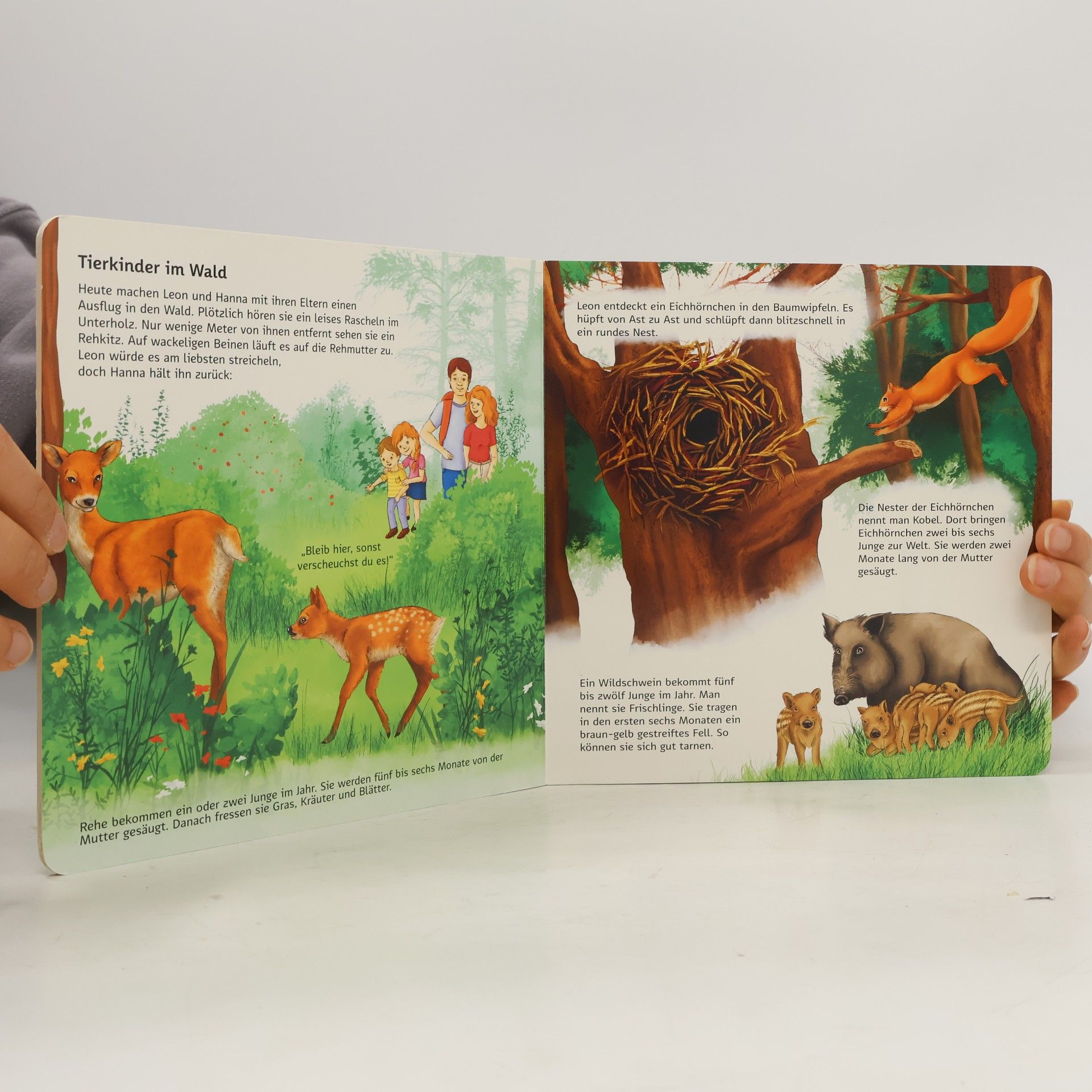 Autorenkollektiv Wir entdecken die Tierkinder