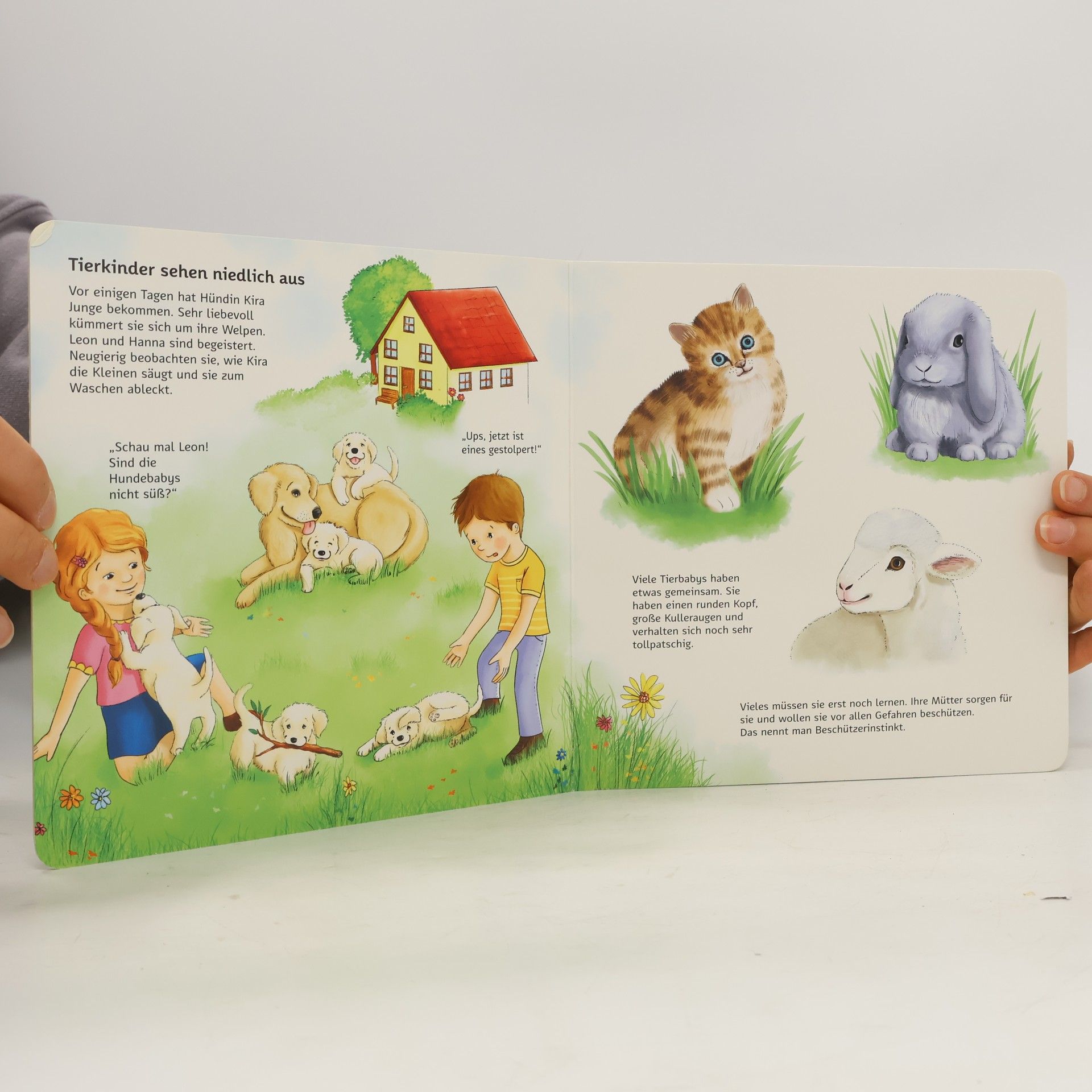 Autorenkollektiv Wir entdecken die Tierkinder