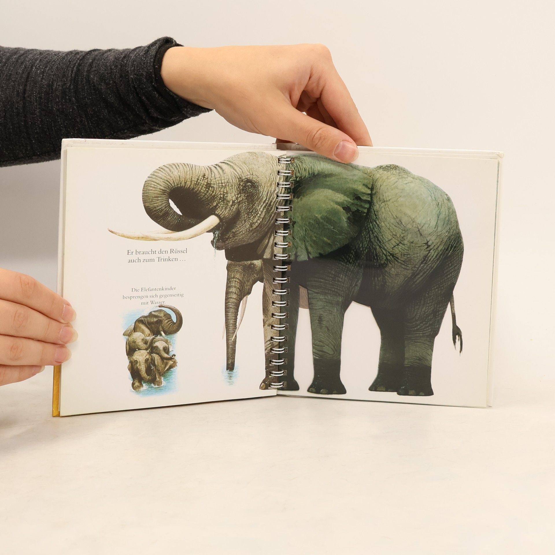 Jame's Prunier Der Elefant