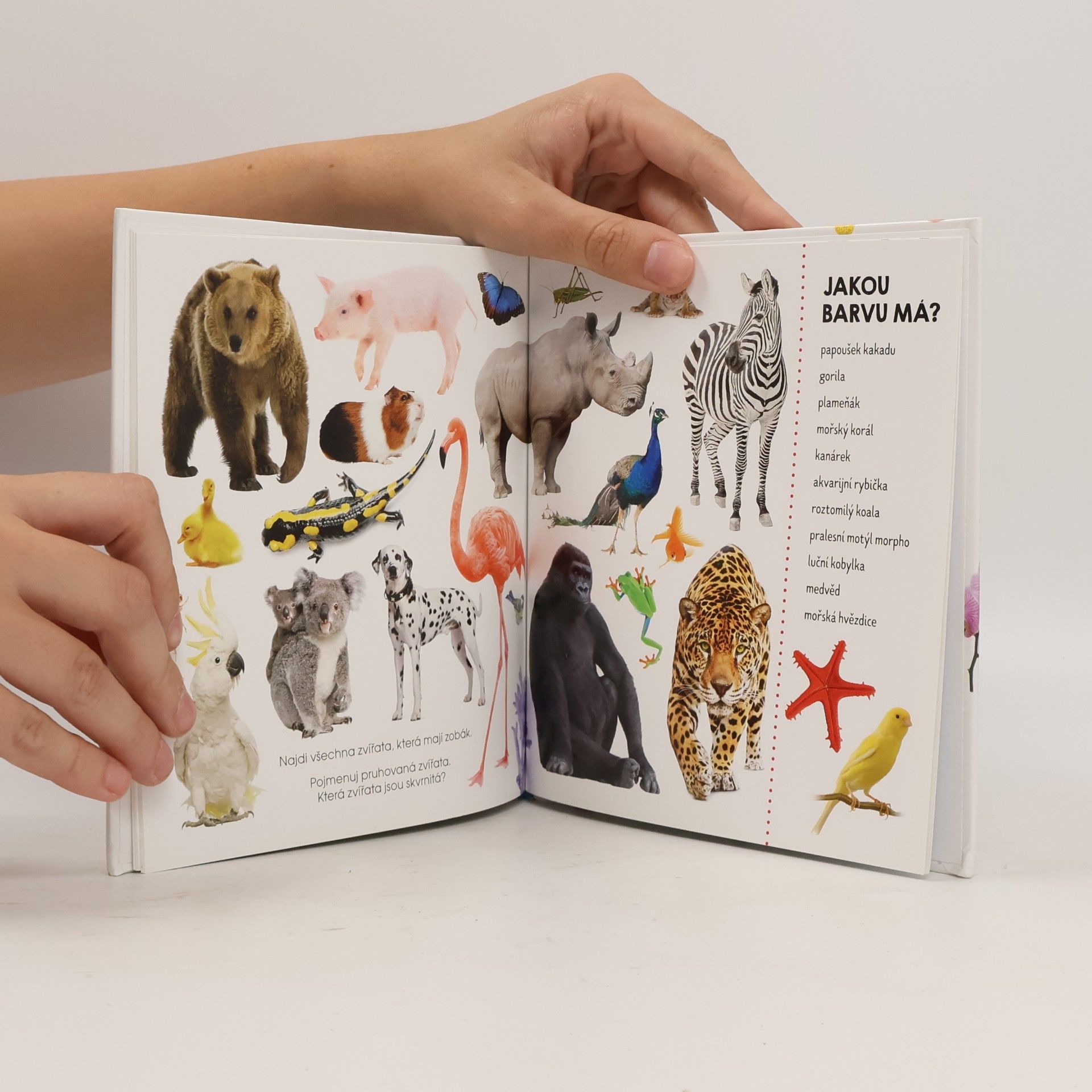 Autores varios Hledej v obrázcích: Zvířata (fotokniha)