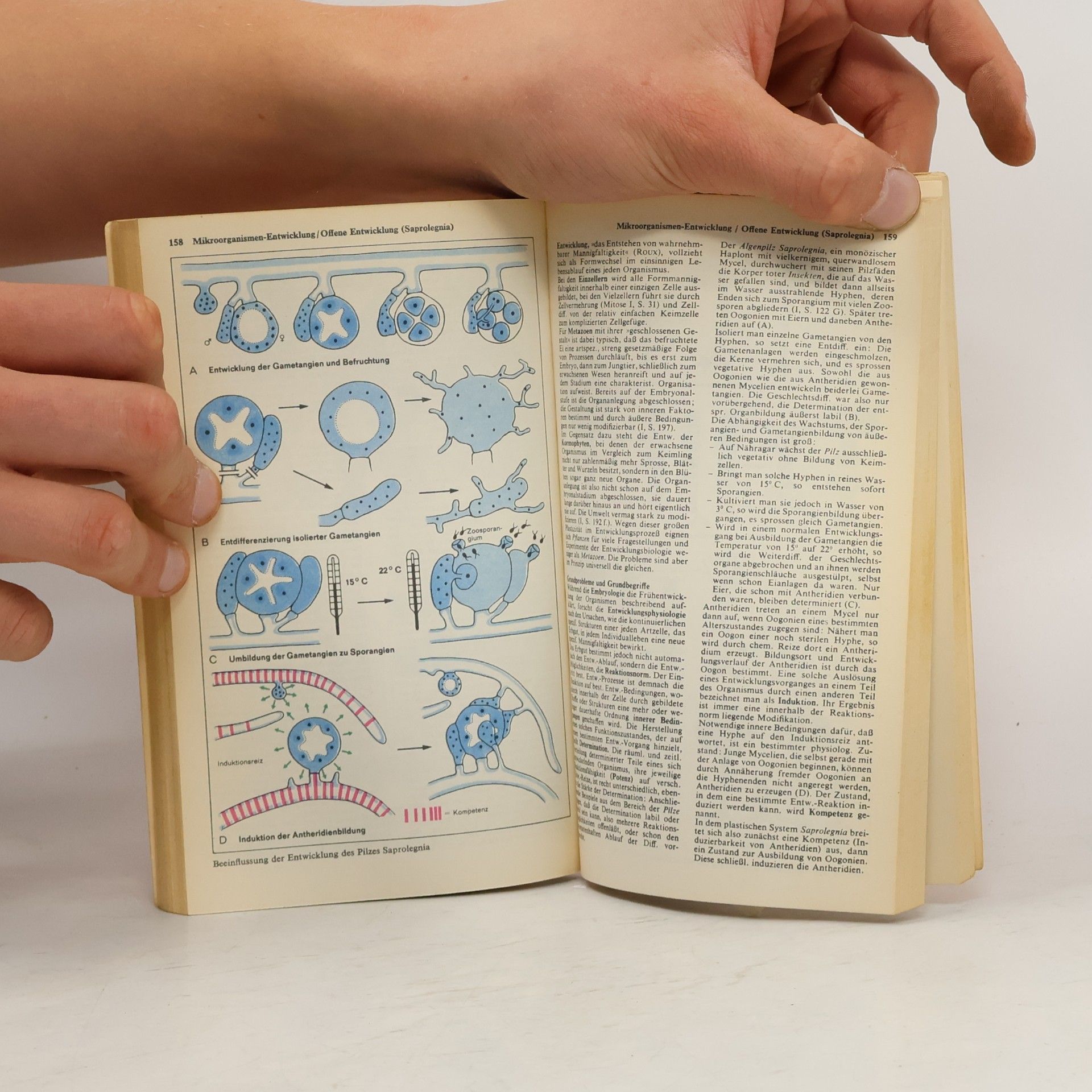 Günter Vogel Taschenbuch der Biologie I.