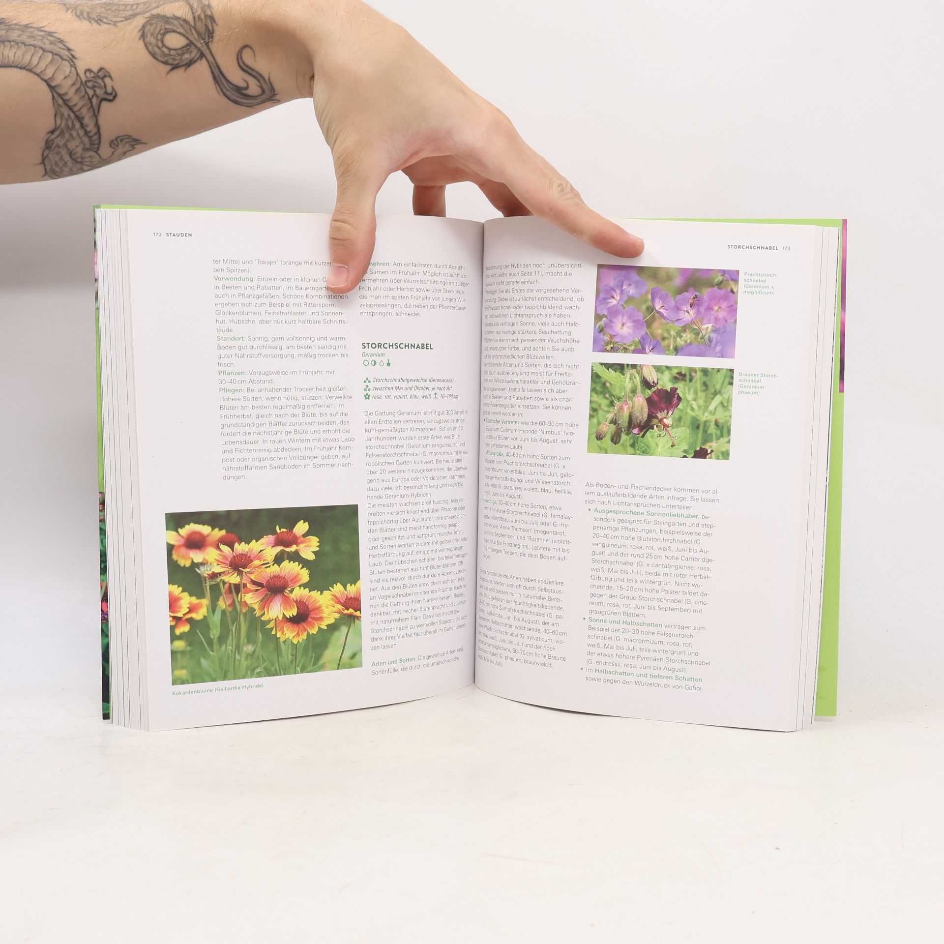 Joachim Mayer Das große Buch der Stauden und Sommerblumen
