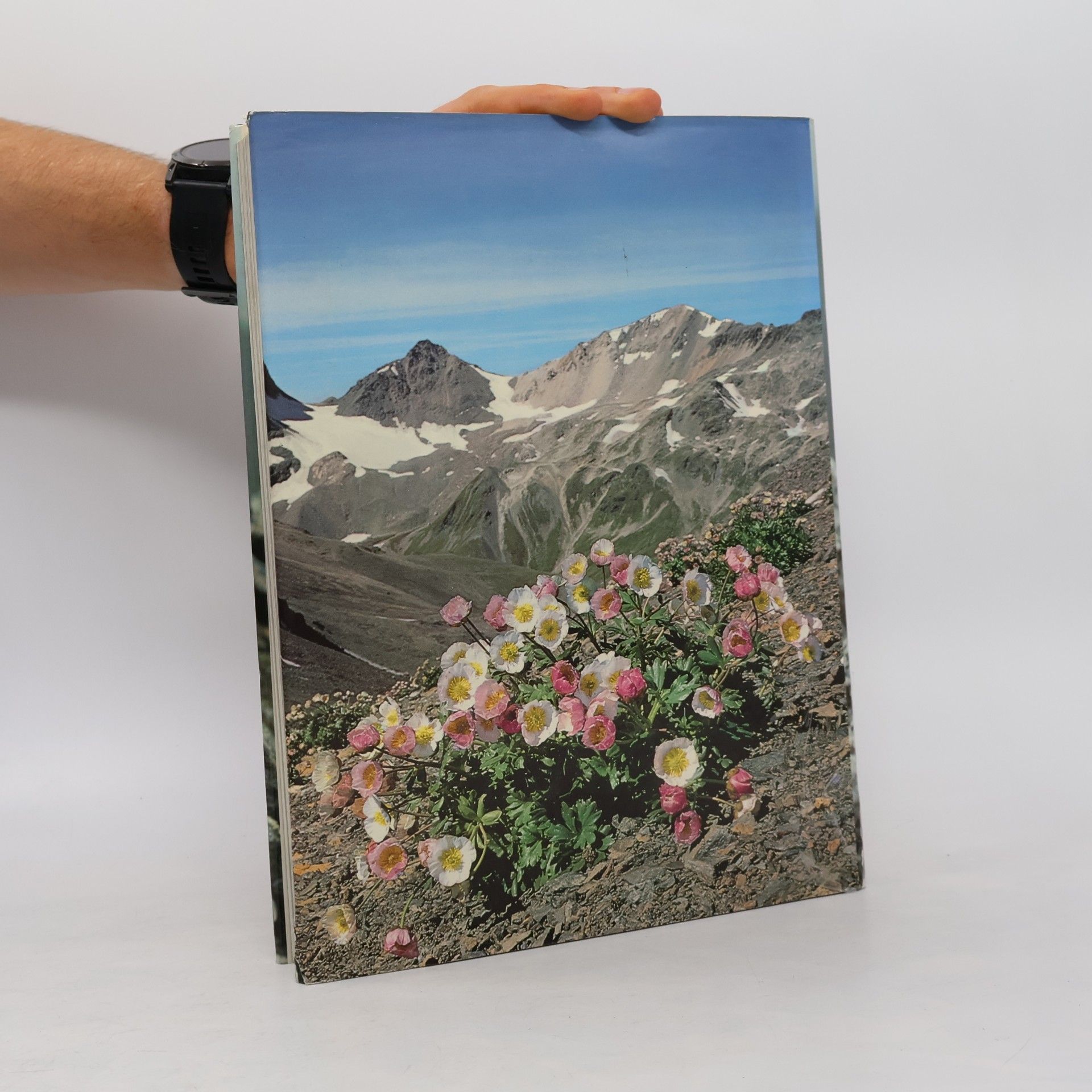 Edeltraud Danesch Faszinierende Welt der Alpenblumen