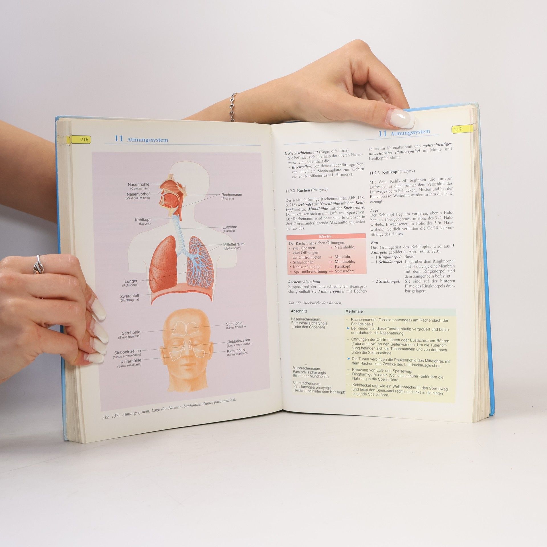 Martin Trebsdorf Biologie Anatomie Physiologie