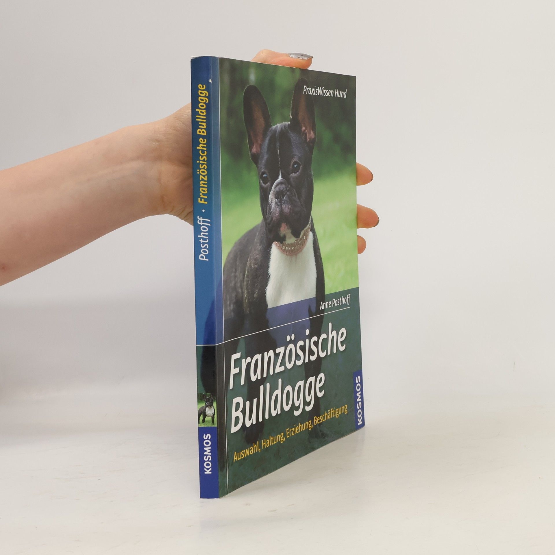 Französische Bulldogge