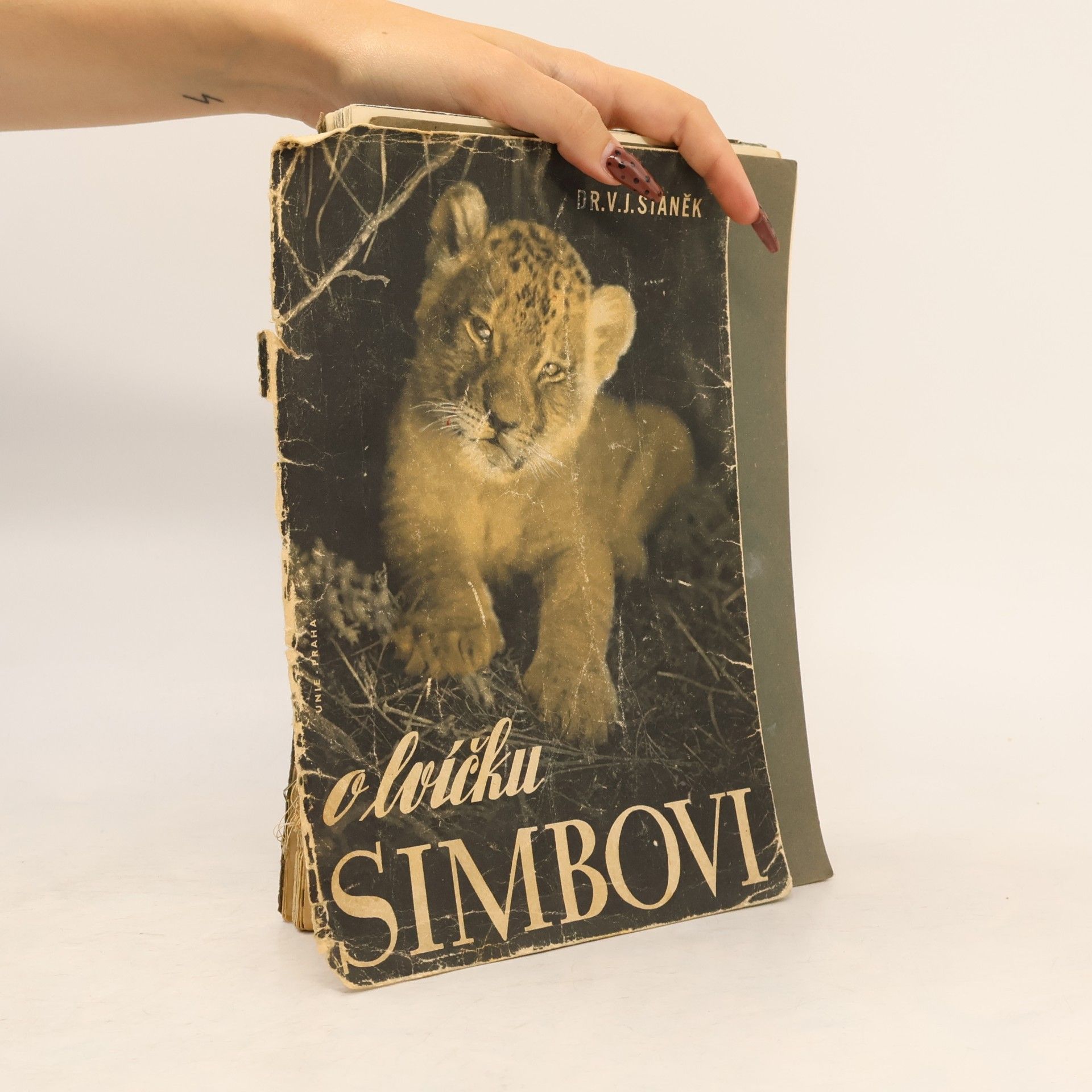 O lvíčku Simbovi